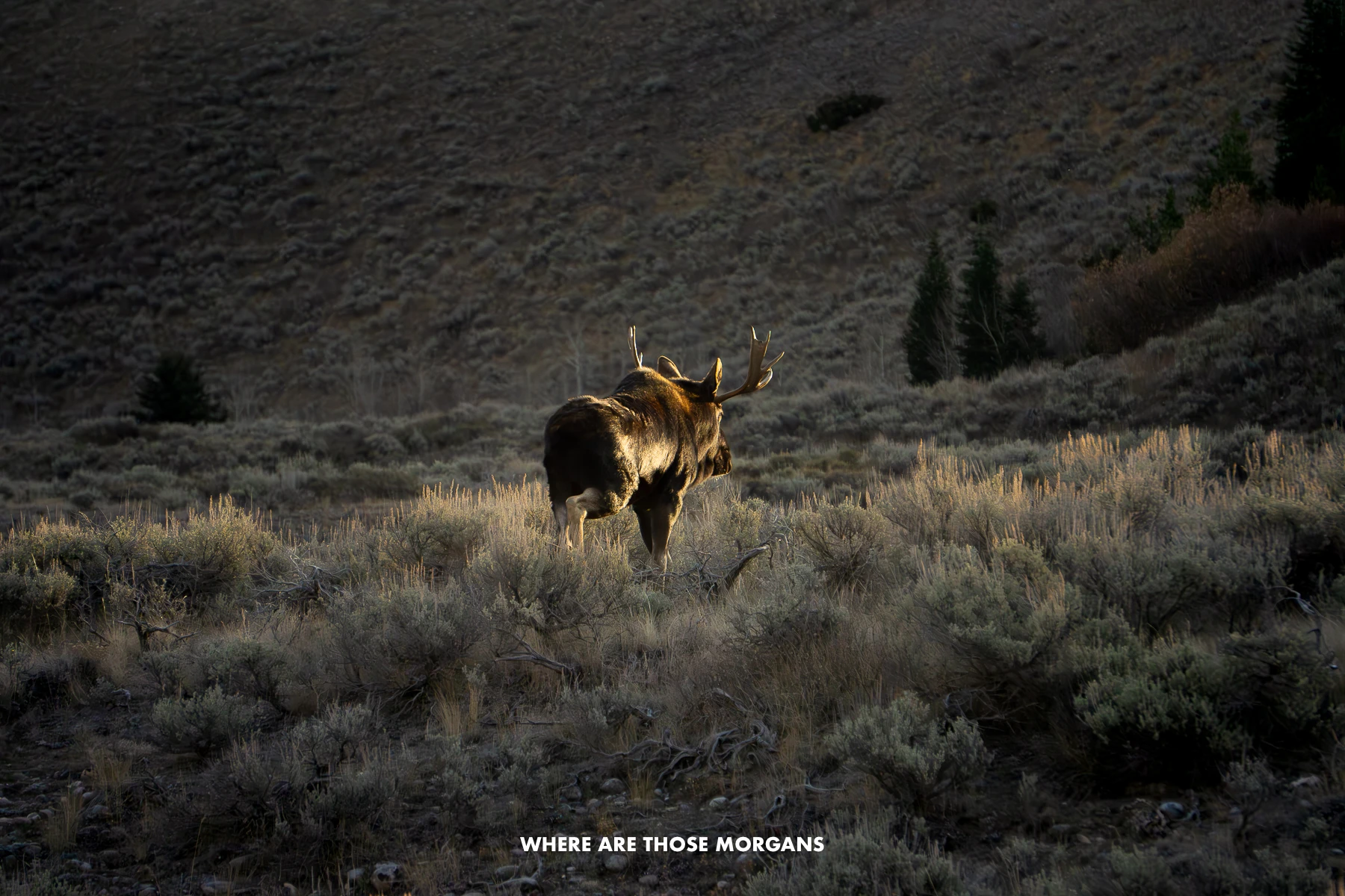 Moose walking away through a meadow at dawn with sunlight glowing on the animal