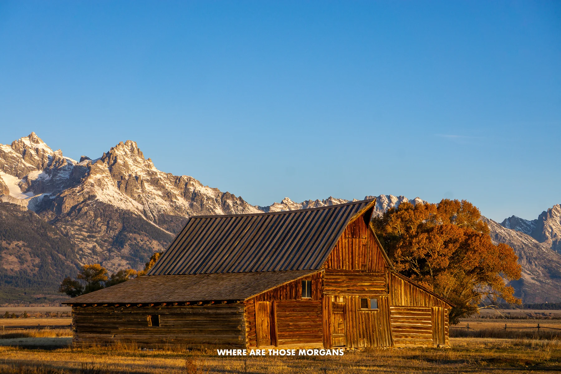 T.A. Moulton Barn glowing at sunrise with Grand Teton mountains and meadows behind