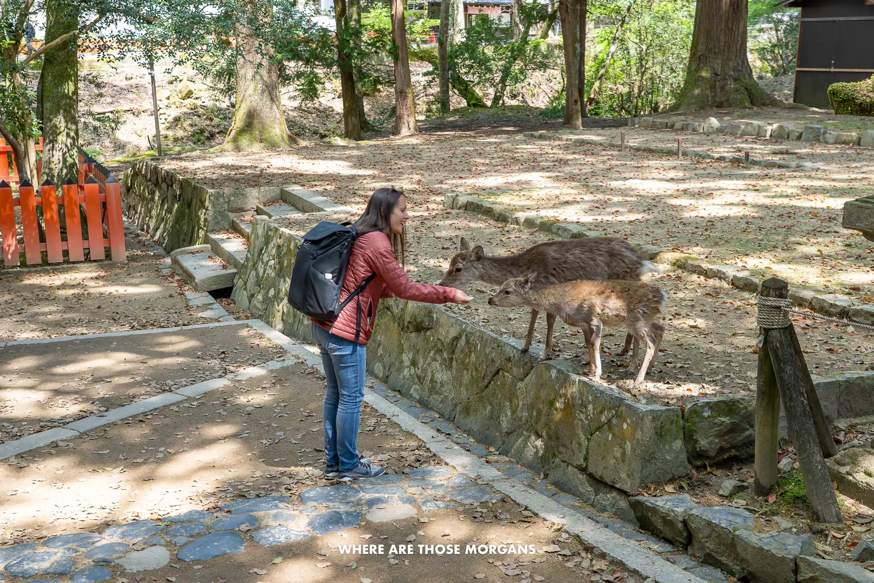 Kristen from Where Are Those Morgans feeding deer in a forest park in Nara Japan