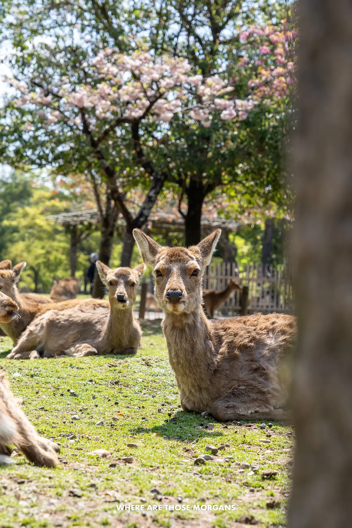 Lots of sika deer laying down on grass behind a tree trunk on a sunny day in Japan