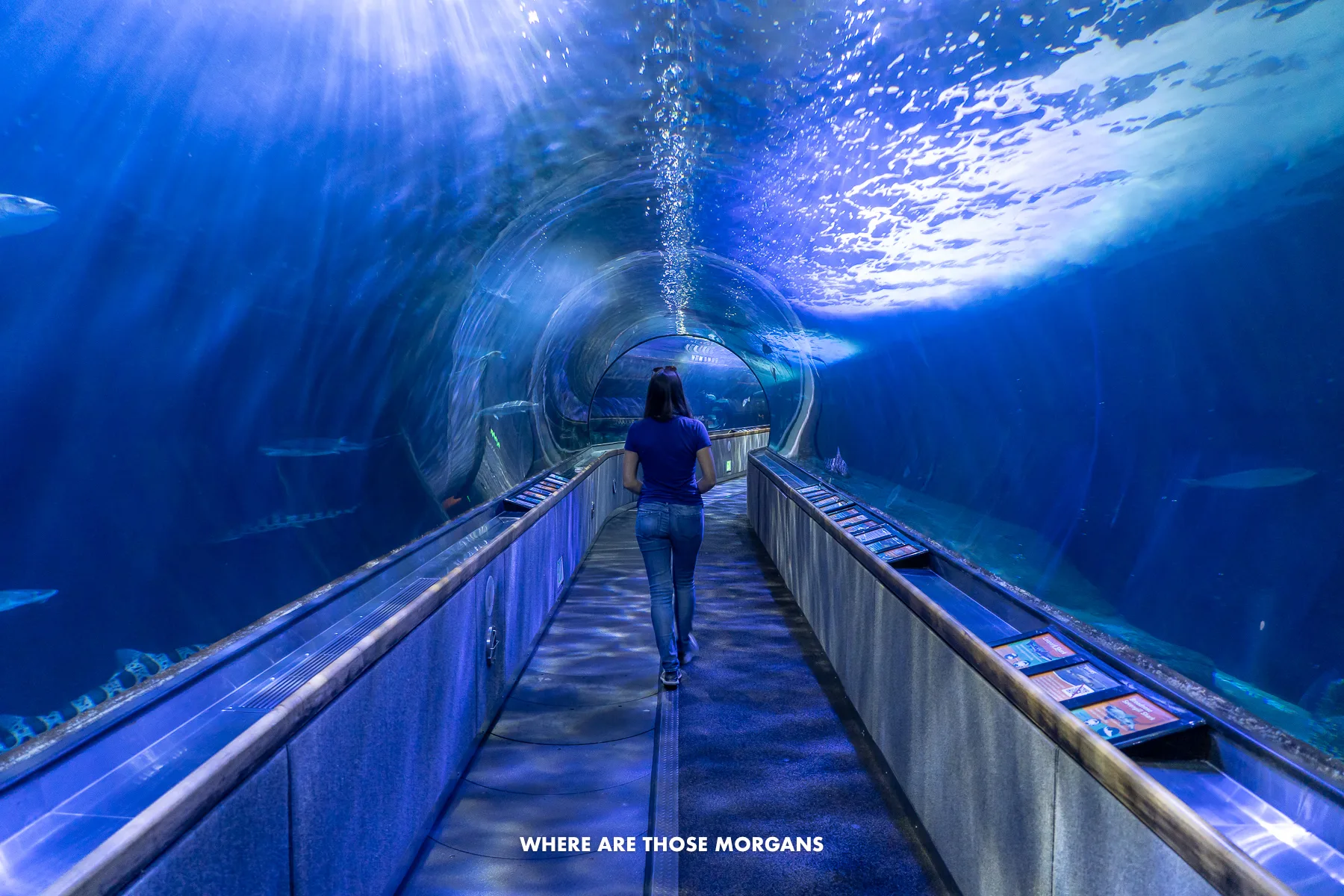 Kristen from Where Are Those Morgans walking through an underwater tunnel in San Francisco aquarium