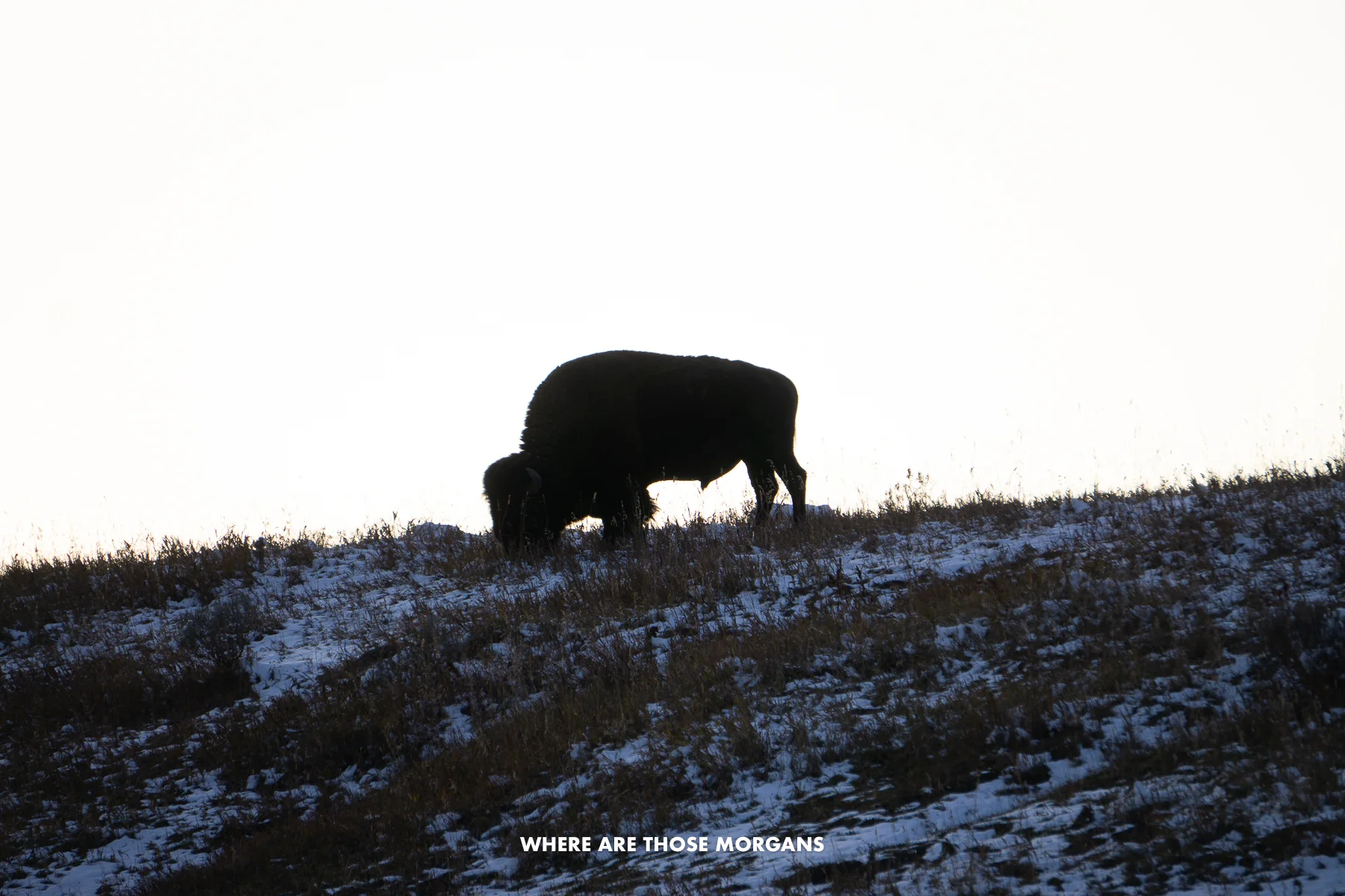 Silhouette of a lone bison walking on a hill at dusk in Wyoming
