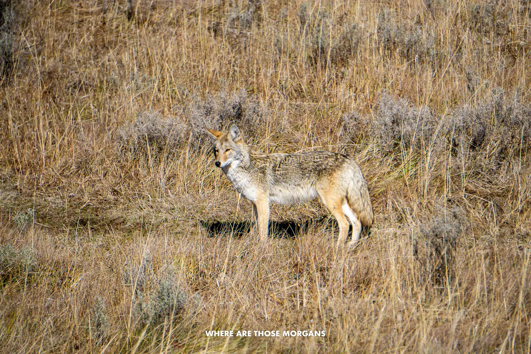 Coyote stood still looking at something and camouflaged nicely into surrounding meadows