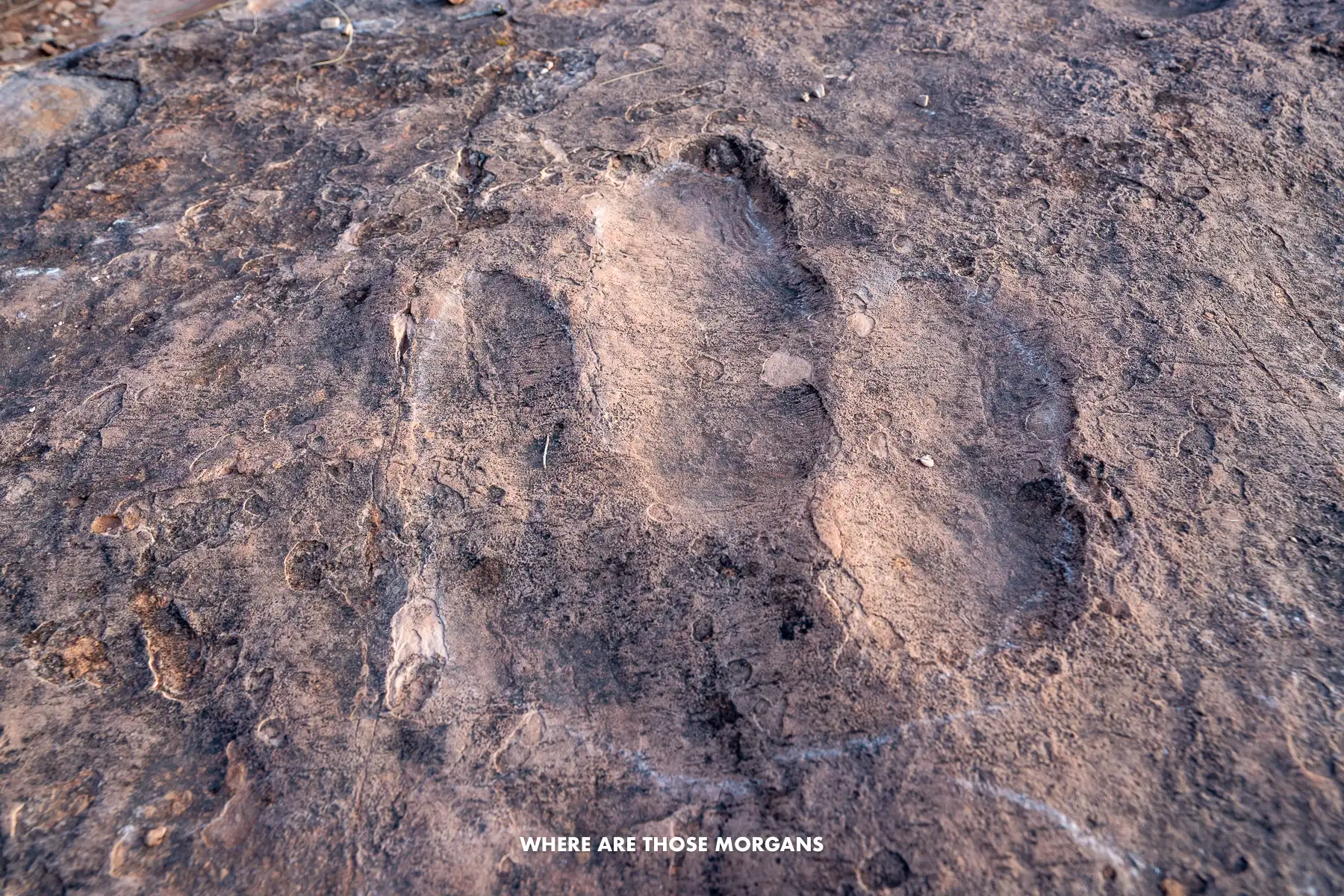 Deep and obvious dinosaur print embedded into a rock surface in southern Utah