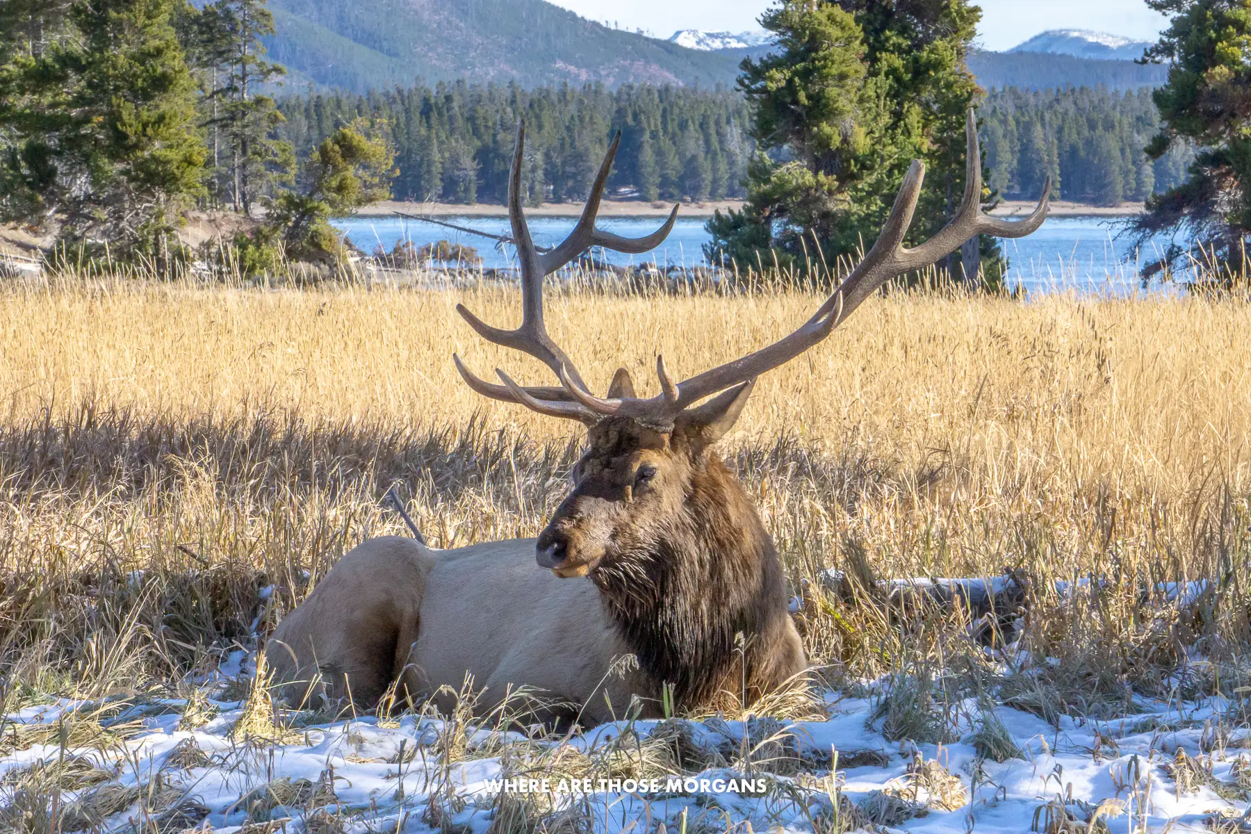 Bull elk laying down in a meadow with light snow near a lake and trees