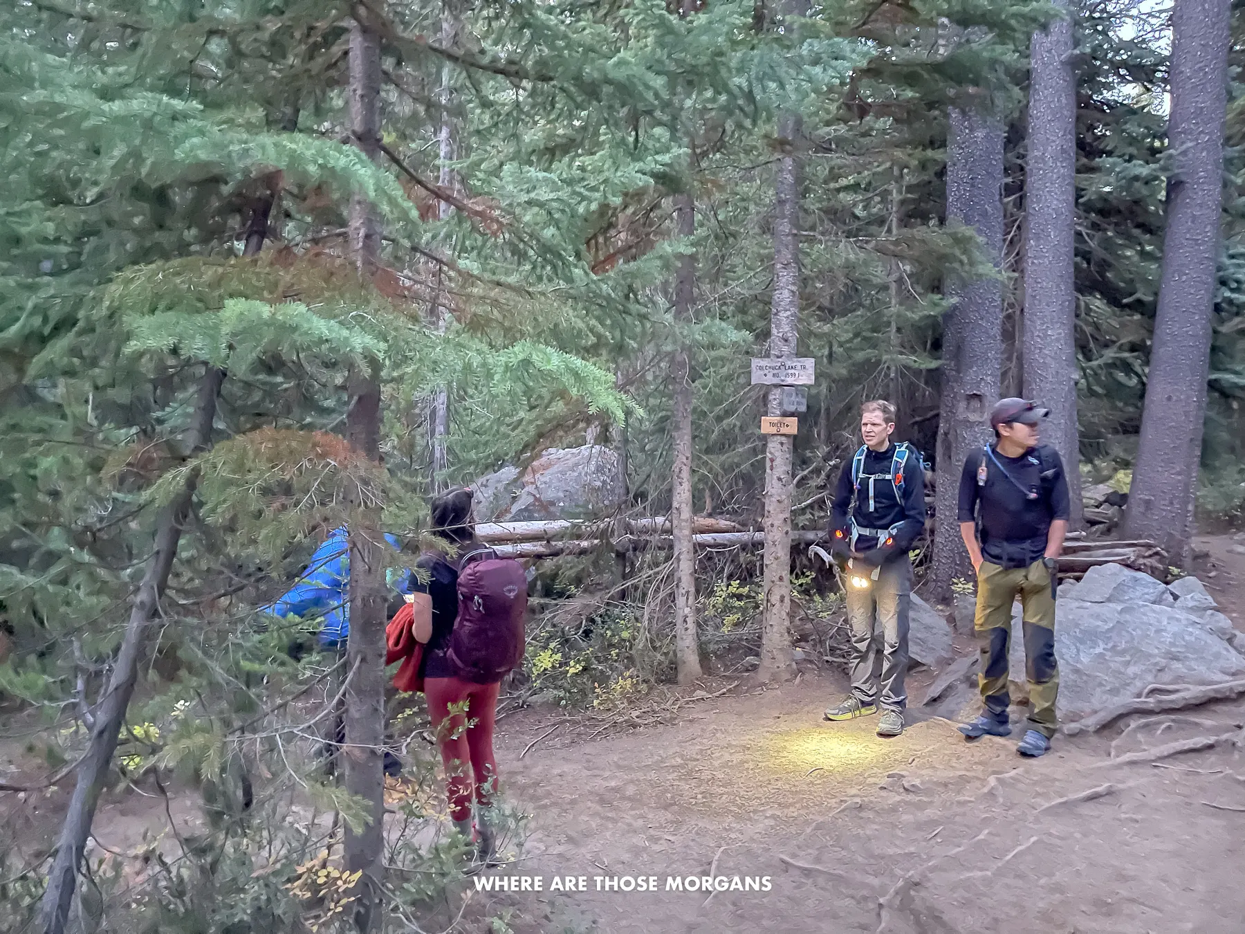 A hiking trail split in a forest with hikers stood waiting for other group members