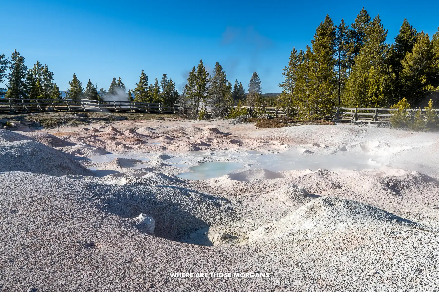 Calm blue and white geyser in Yellowstone with trees and a blue sky behind