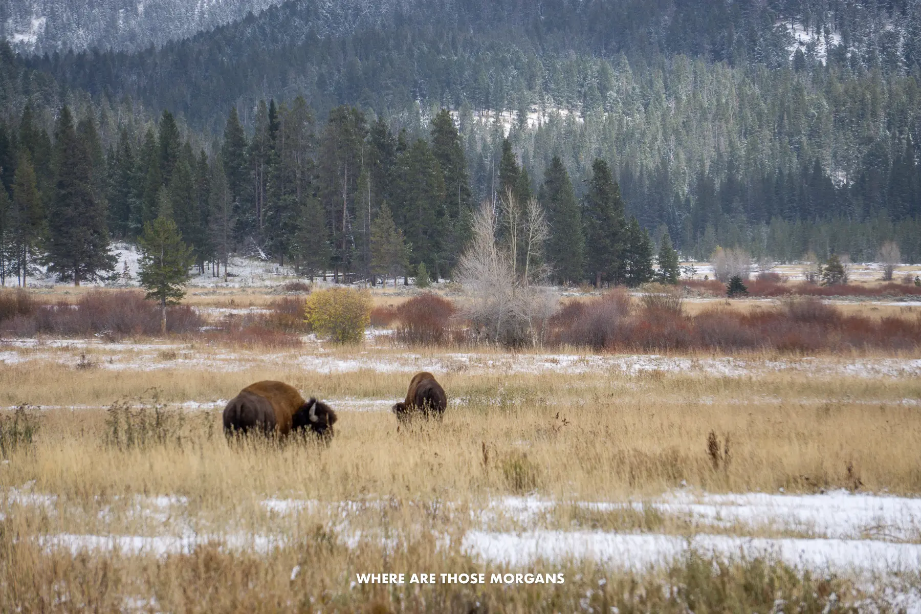 Wide open meadow with trees and hills, bison and light snow on the ground