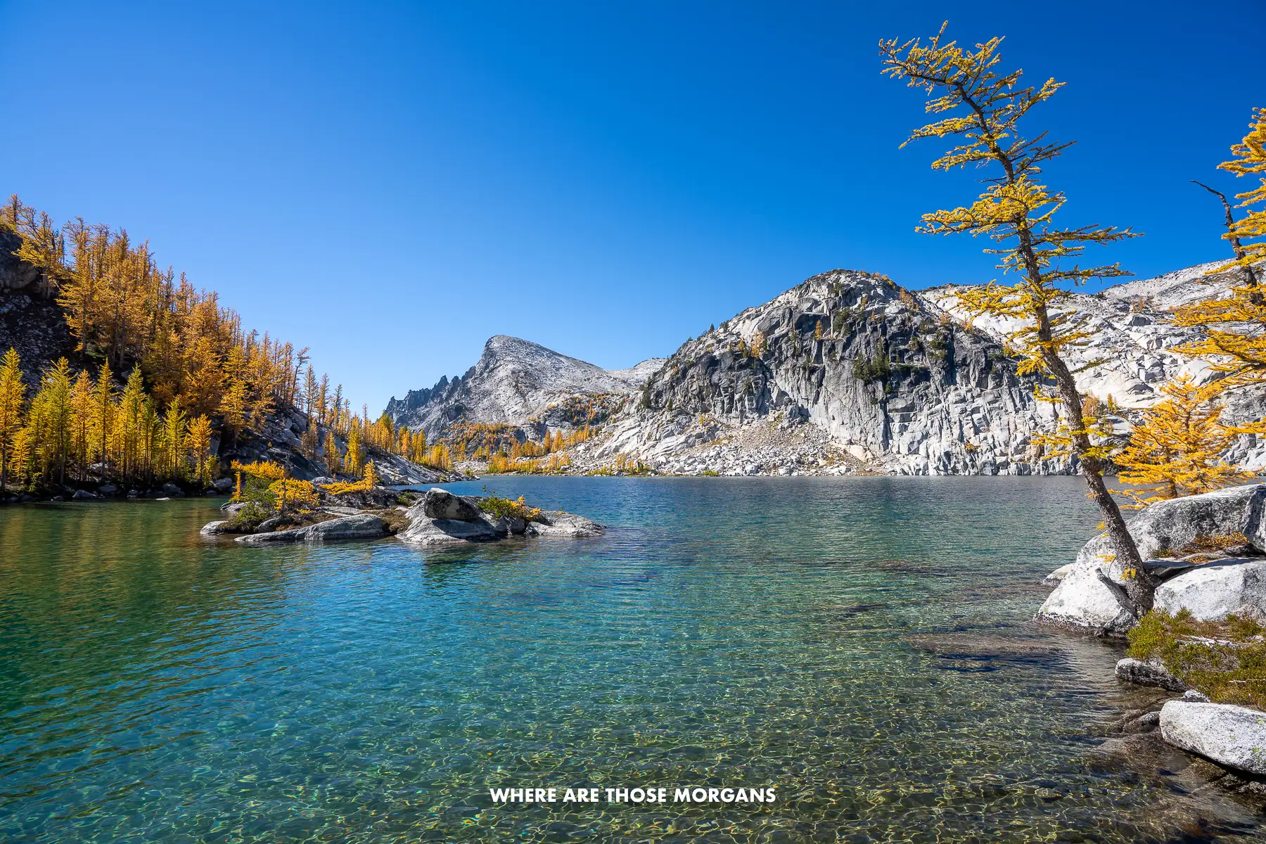 A clear blue lake with golden larch trees and granite mountains on the edges under a blue sky