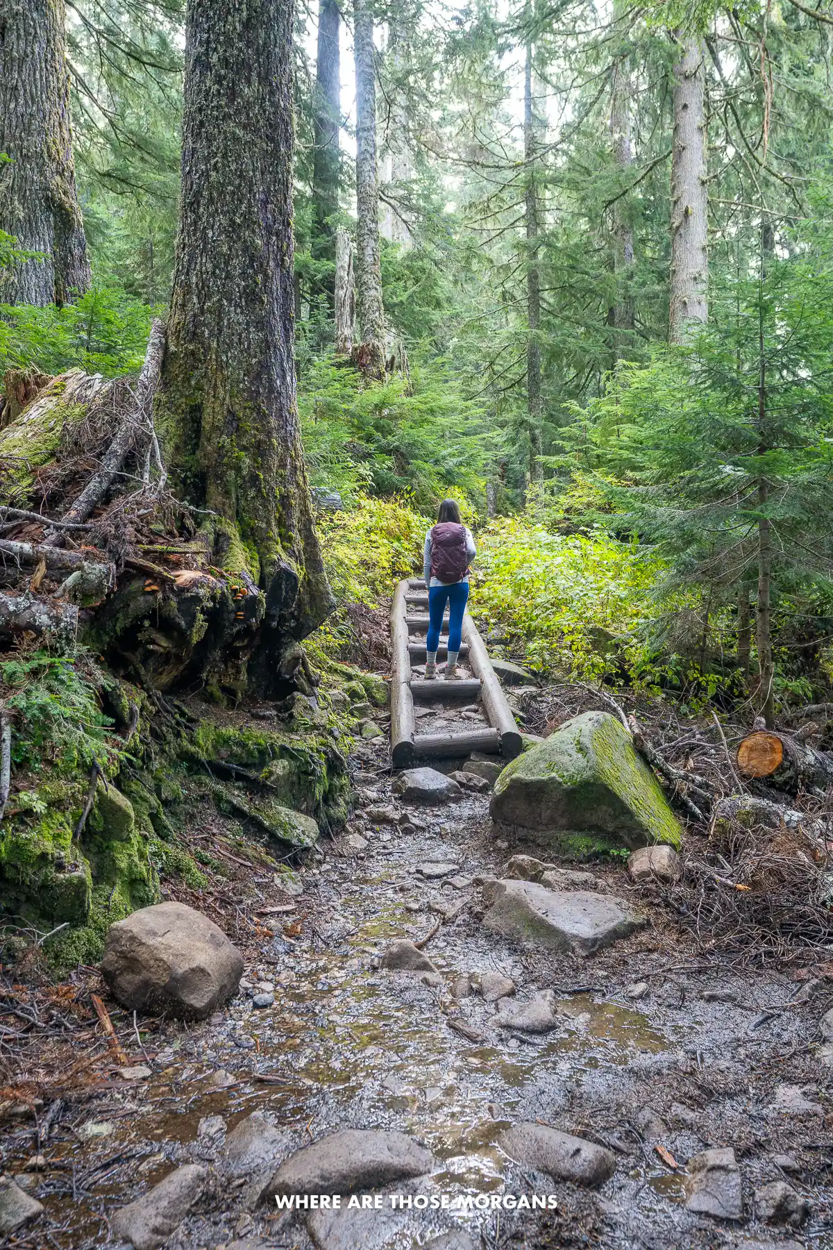 Kristen from Where Are Those Morgans hiking up cribbed wooden steps inside old growth forest on the Mt Pilchuck hike in Washington