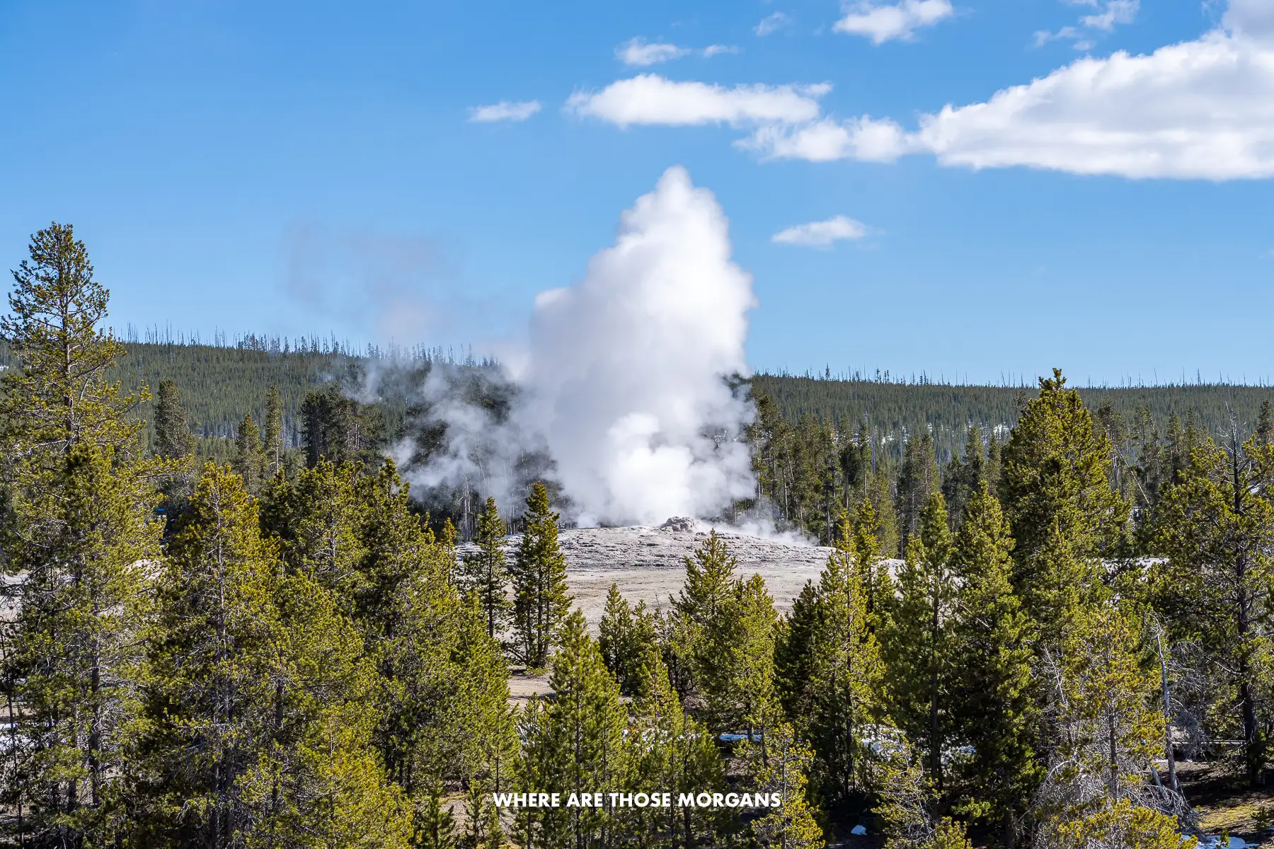 Distant view of a geyser erupting high in the sky surrounded by trees and rolling hills under a big blue sky in Wyoming