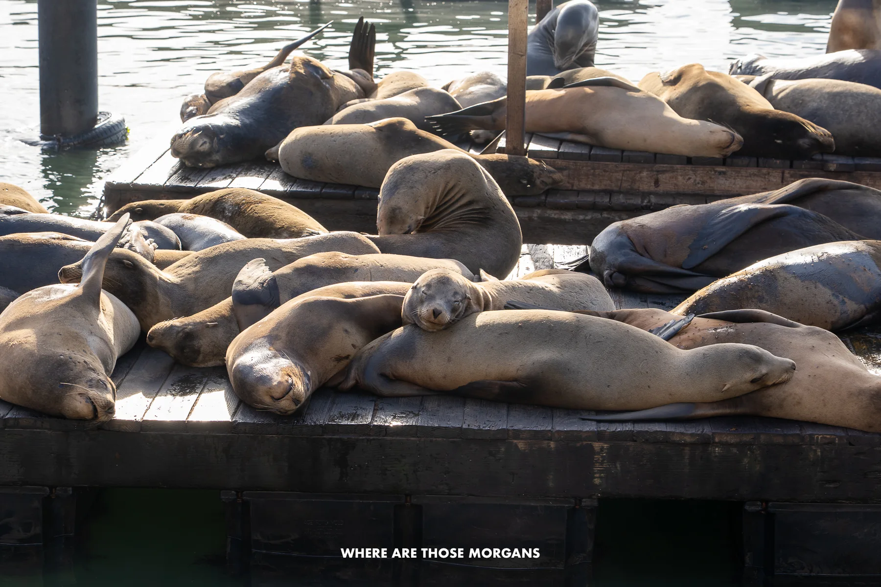Lots of sea lions sunbathing on small wooden piers under sunlight