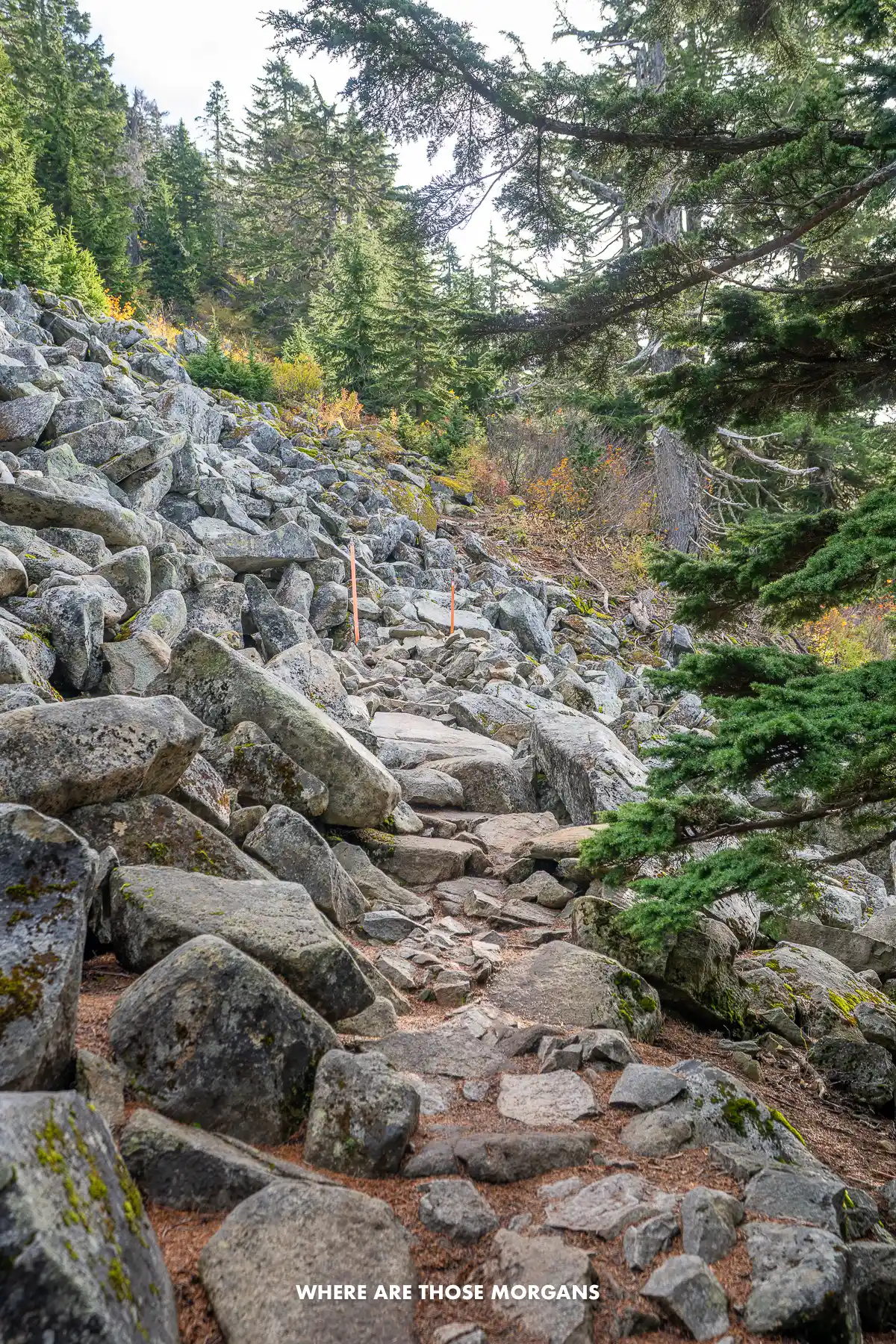 Rocky hiking trail leaving a forest and entering a talus field with big boulders in Washington