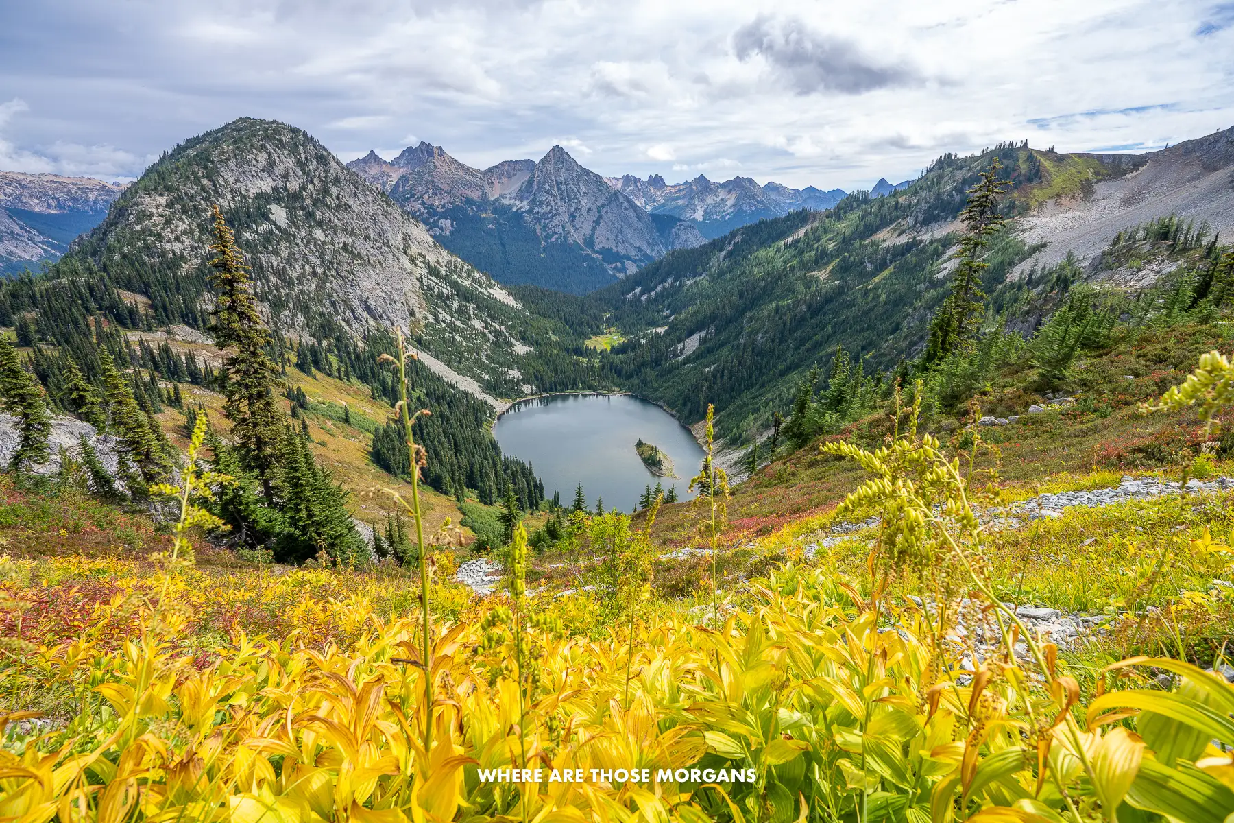 Yellow wildflowers on a mountainside leading down to a lake and more mountains behind in Washington