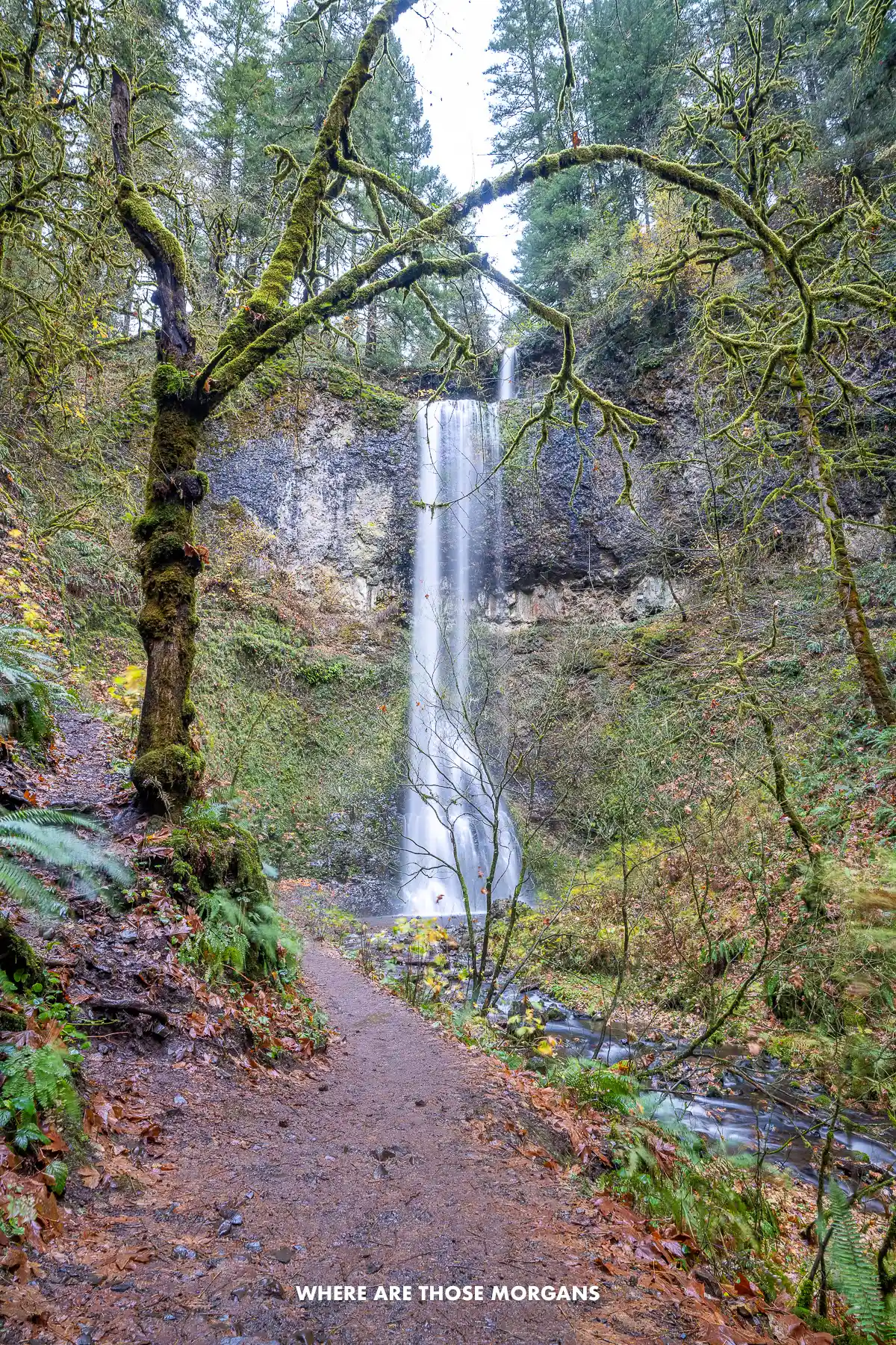 Mossy tree on a path leading to a waterfall in Oregon