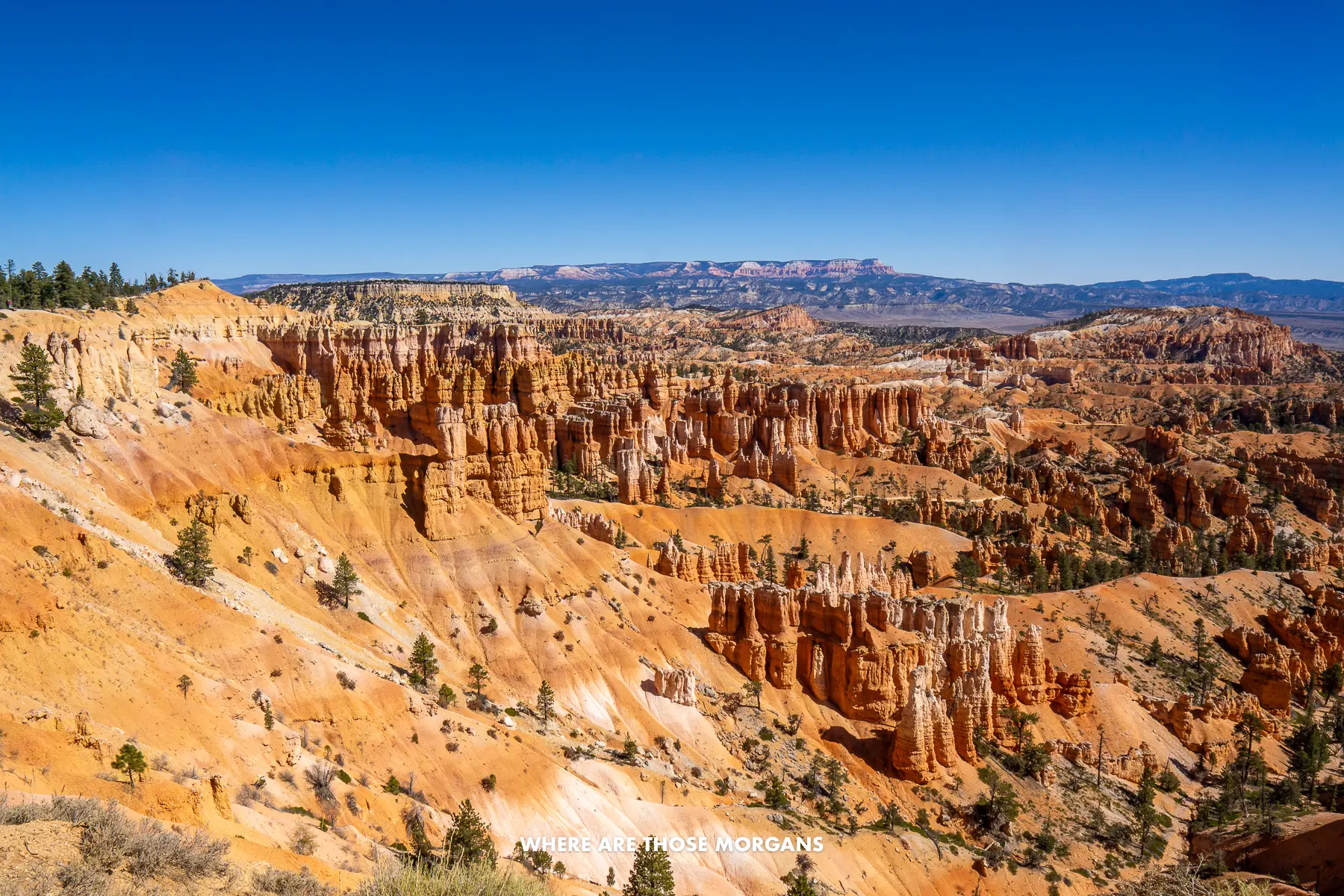 Wide open view looking down at Bryce Canyon National Park's amphitheater under a blue sky