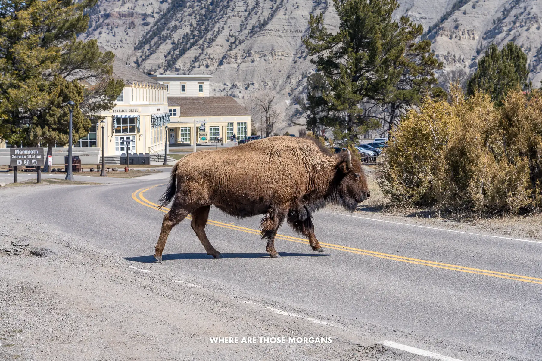 Massive lone bison walking over a road in Mammoth Hot Springs inside Yellowstone National Park