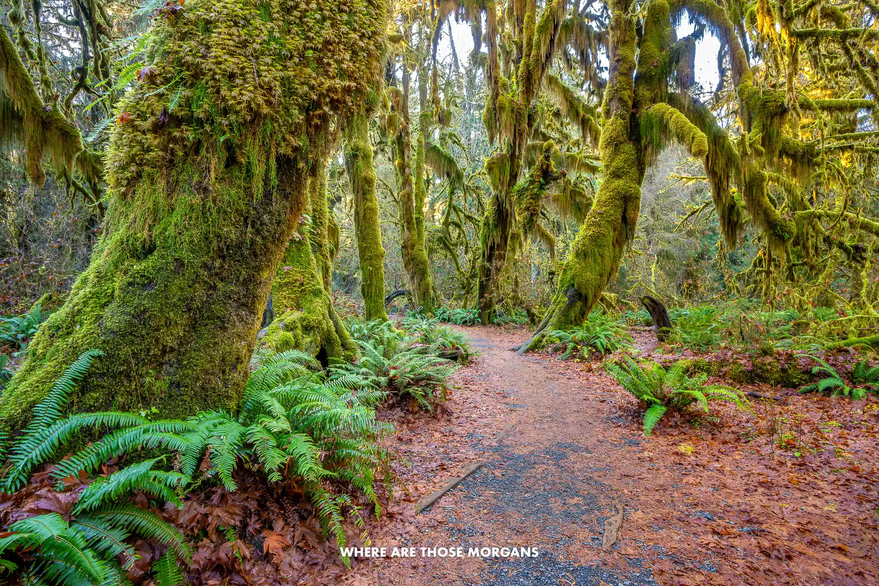 Path leading through a temperate forest in Washington