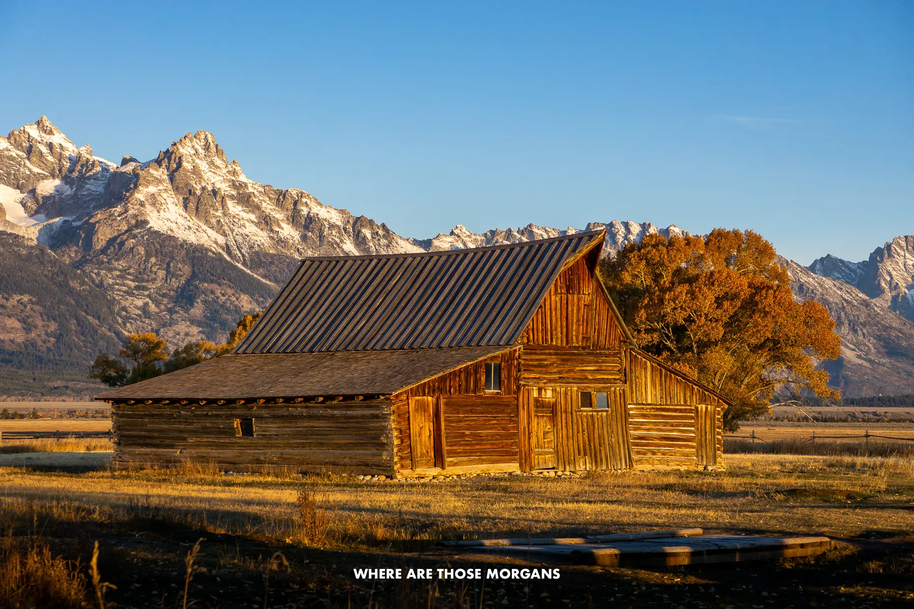 Wooden barn lit up at sunrise on a wide open field leading back to mountains in Grand Teton National Park