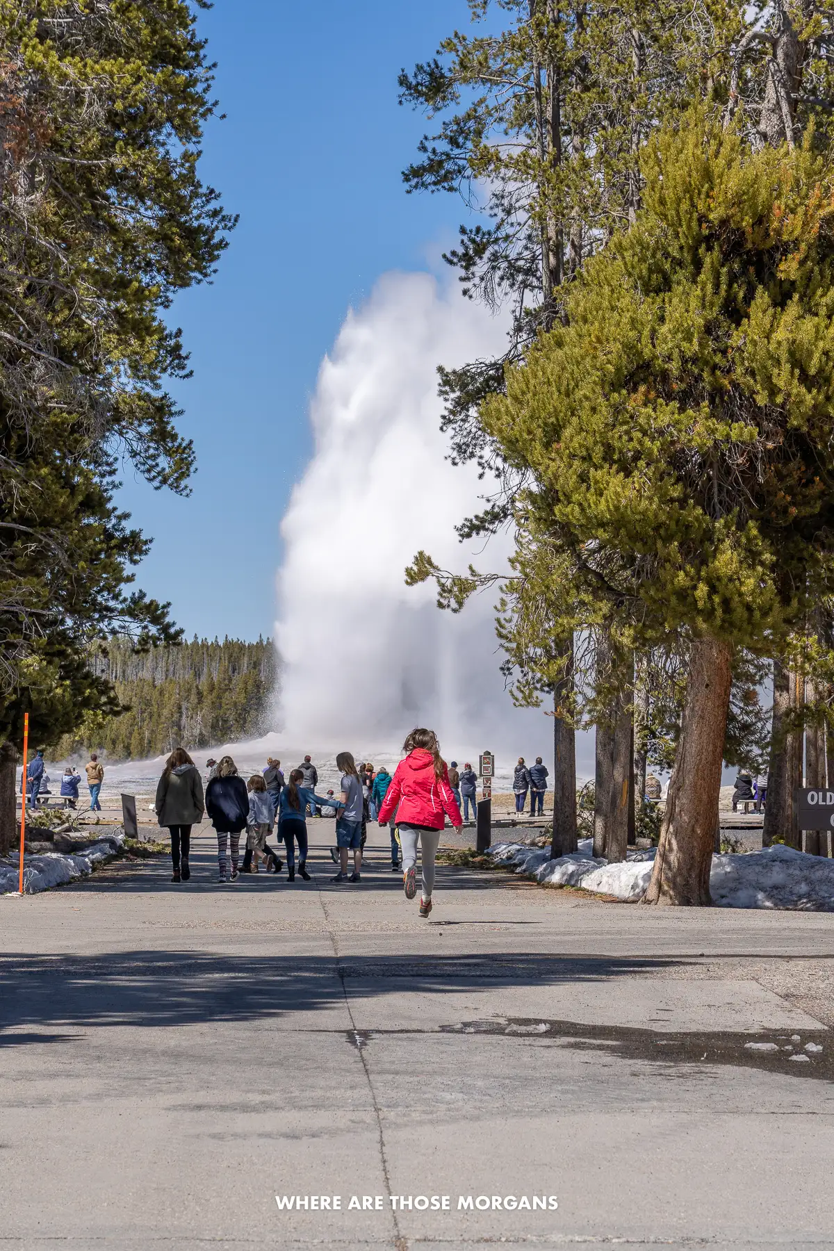 Kristen from Where Are Those Morgans running down a path towards trees and Old Faithful geyser erupting in Yellowstone National Park