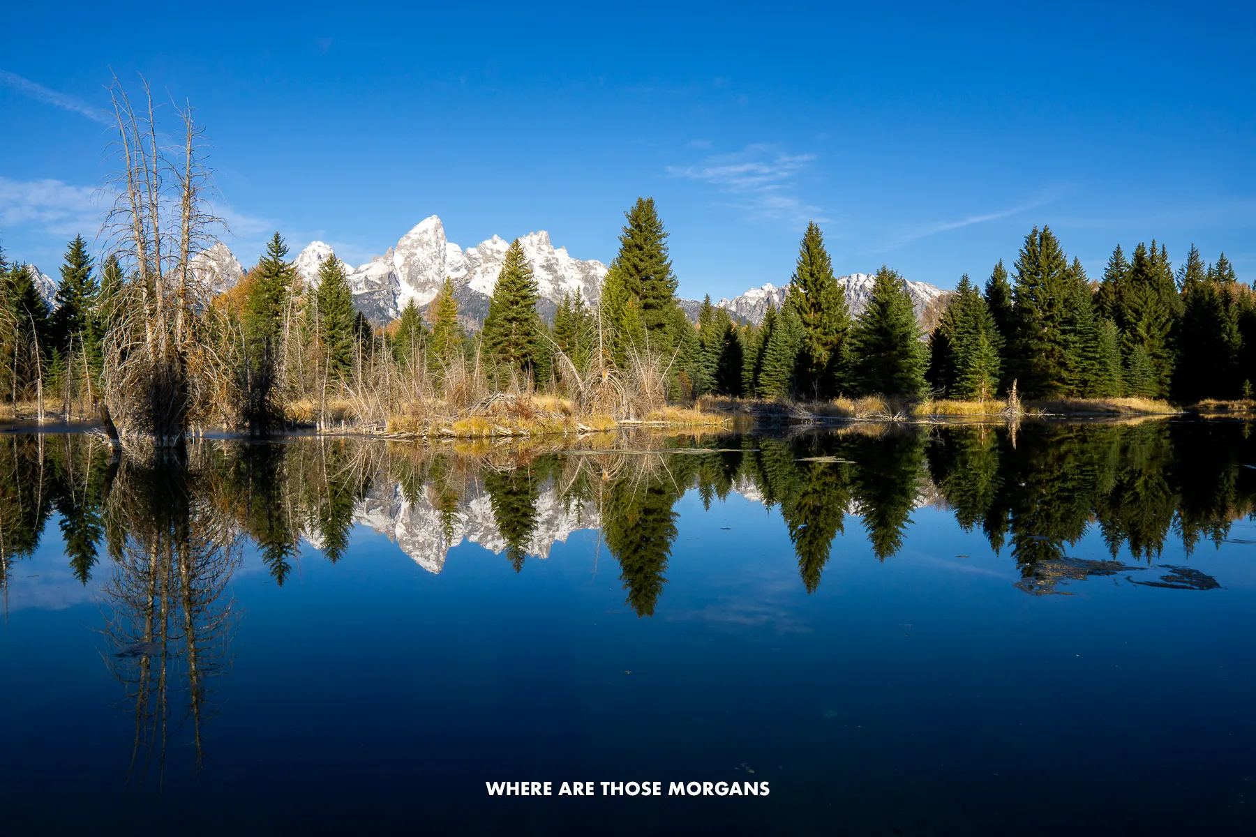 Still river reflecting trees and mountains at dawn in Grand Teton