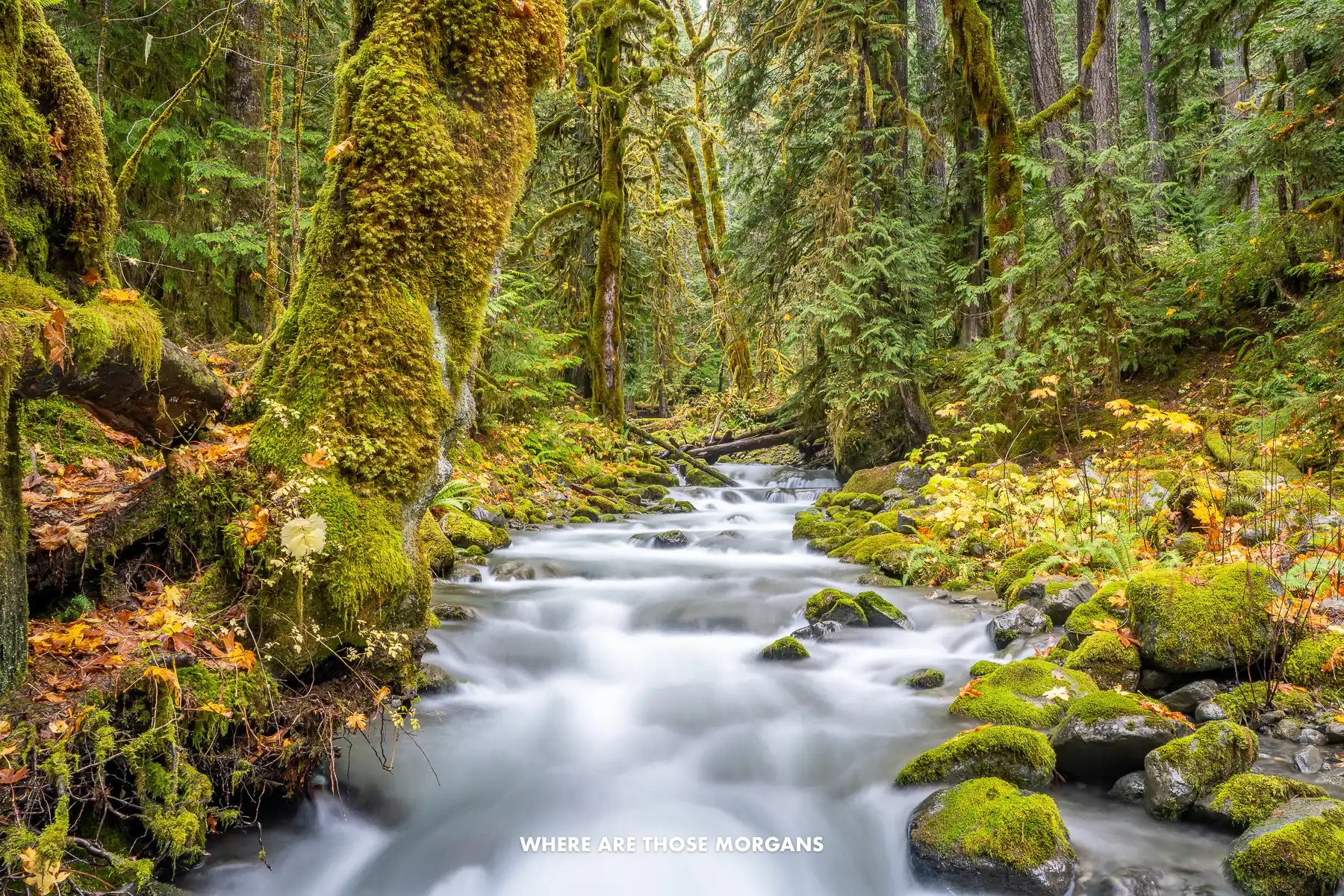Looking up a shallow rapids river cutting through old growth forest covered in mossy trees in Olympic