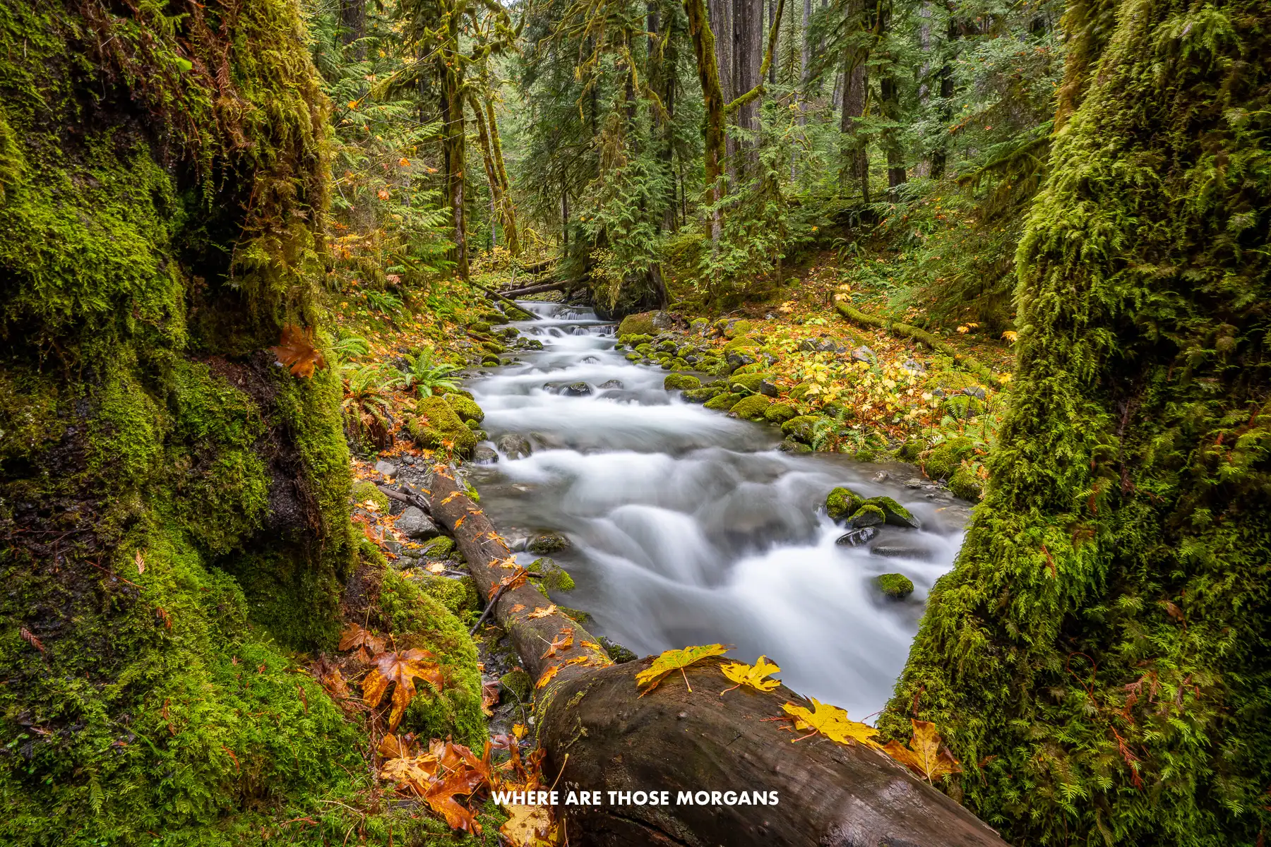 Looking through two trees forming a V-shape to a river rapid inside old growth forest in Washington