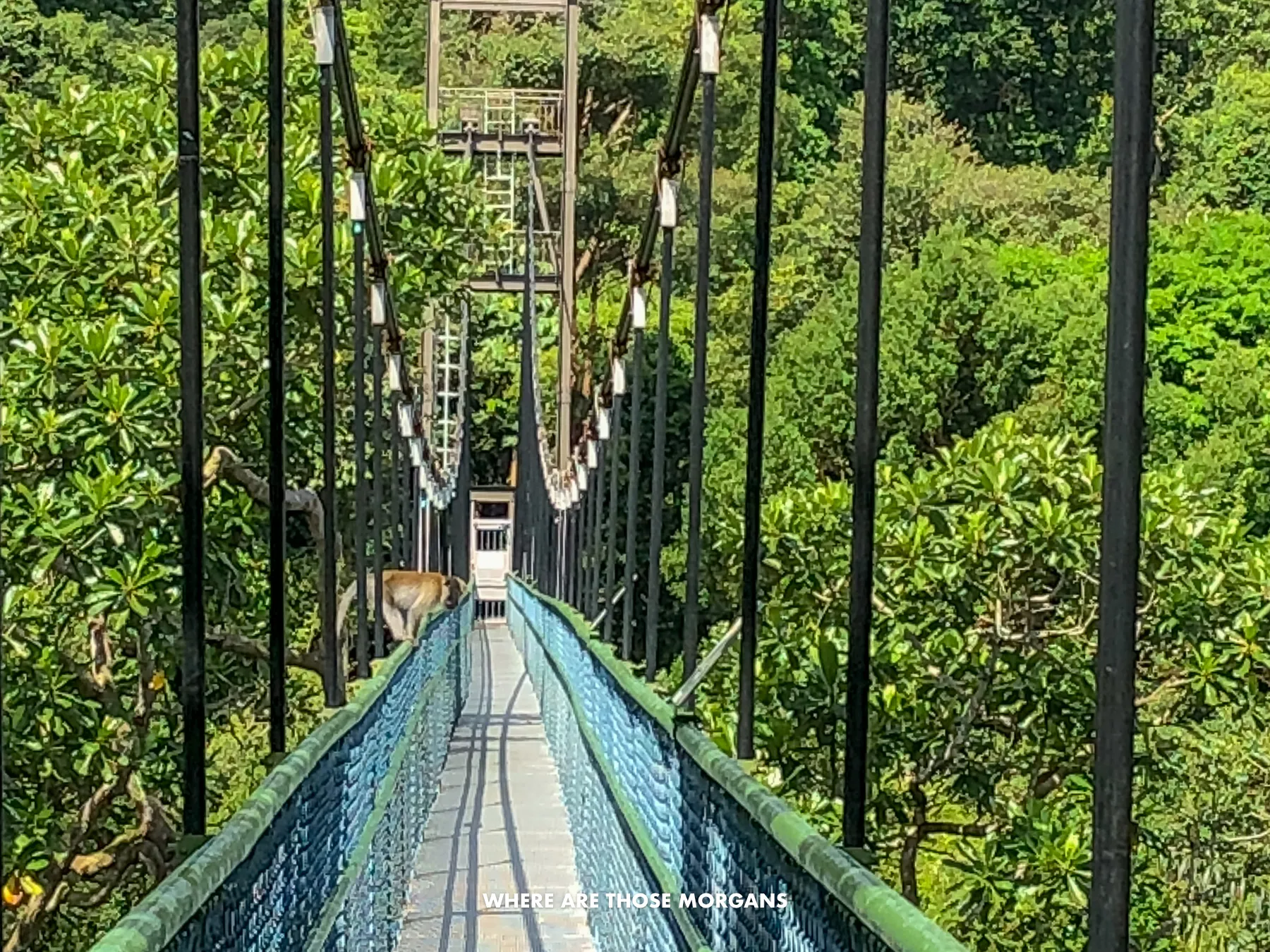 A monkey sat half way along a suspended bridge surrounded by trees