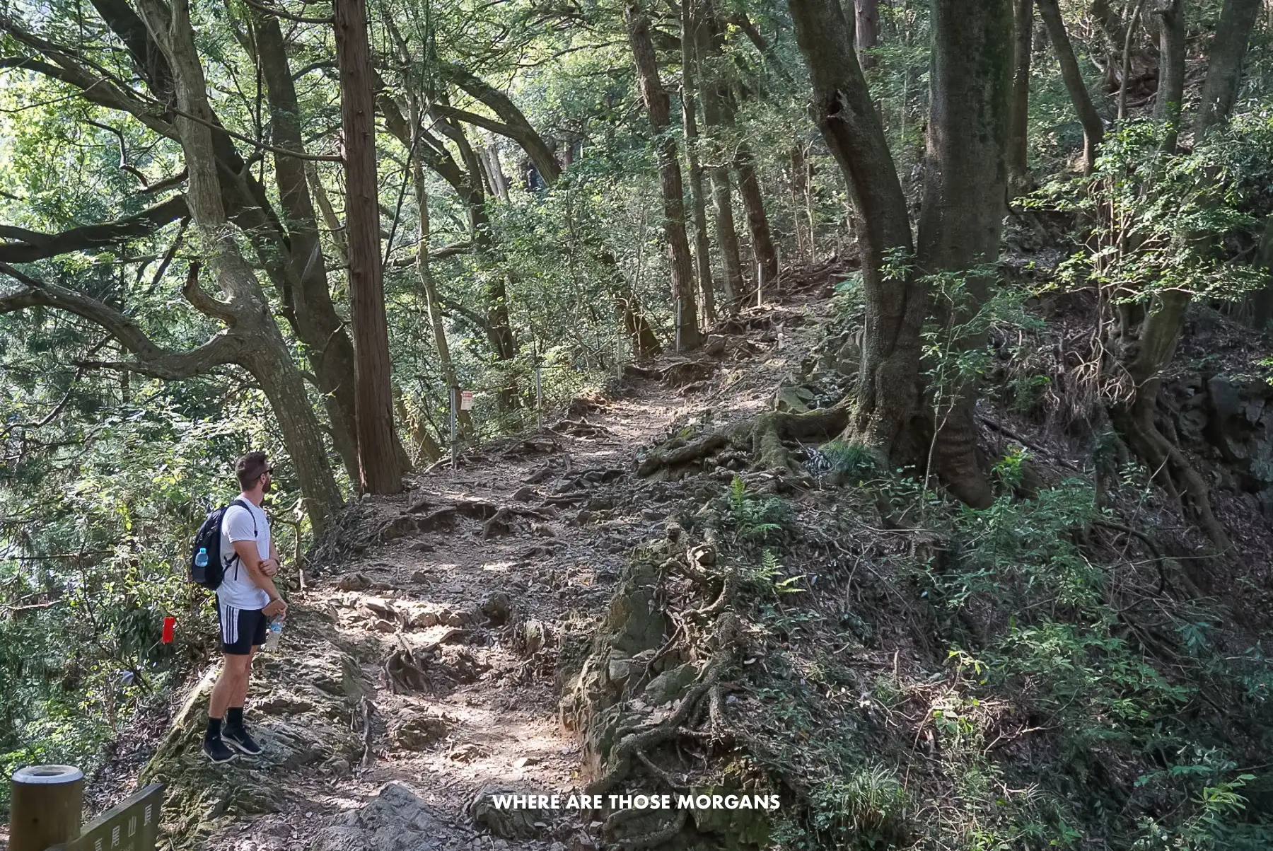 Mark from Where Are Those Morgans hiking up a forest trail in shorts and t-shirt
