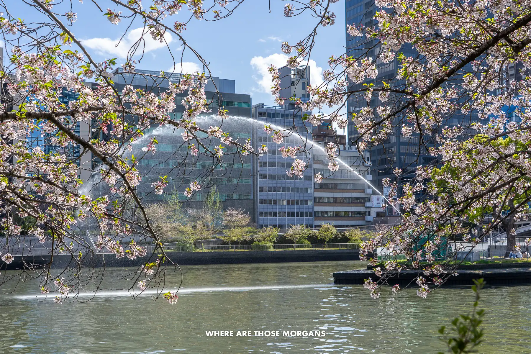 Cherry blossom trees with a river and a water fountain spraying into the river