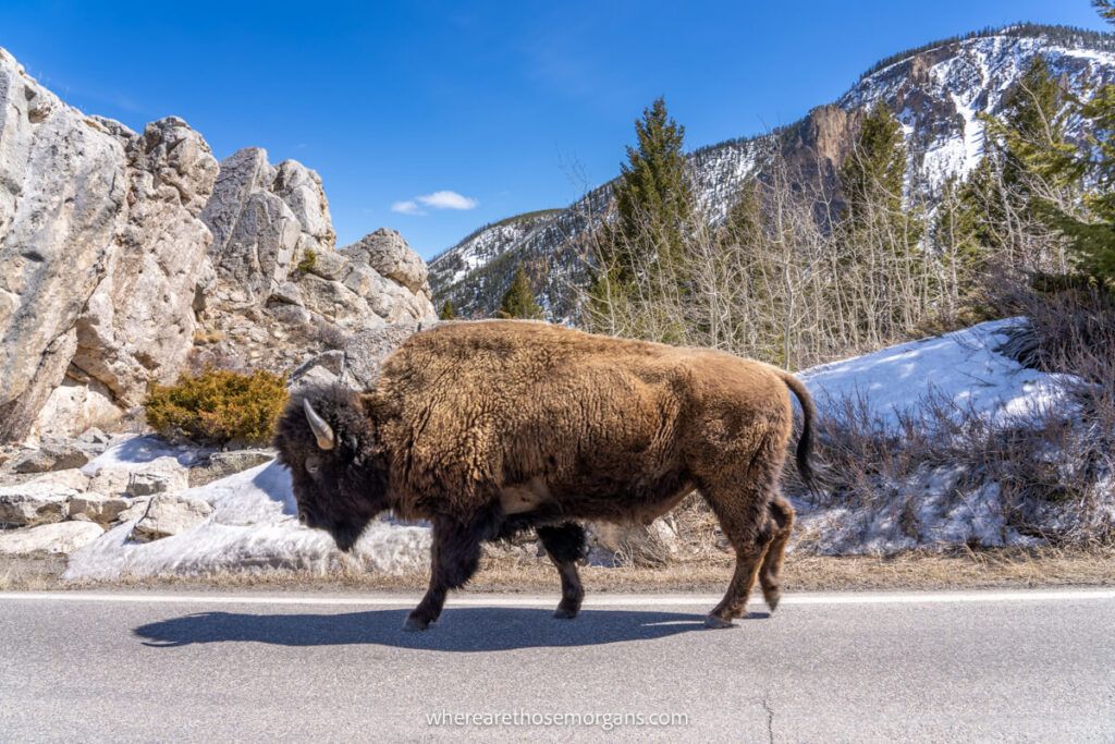 Bison walking on a road with stunning landscape behind on a Salt Lake City to Yellowstone road trip