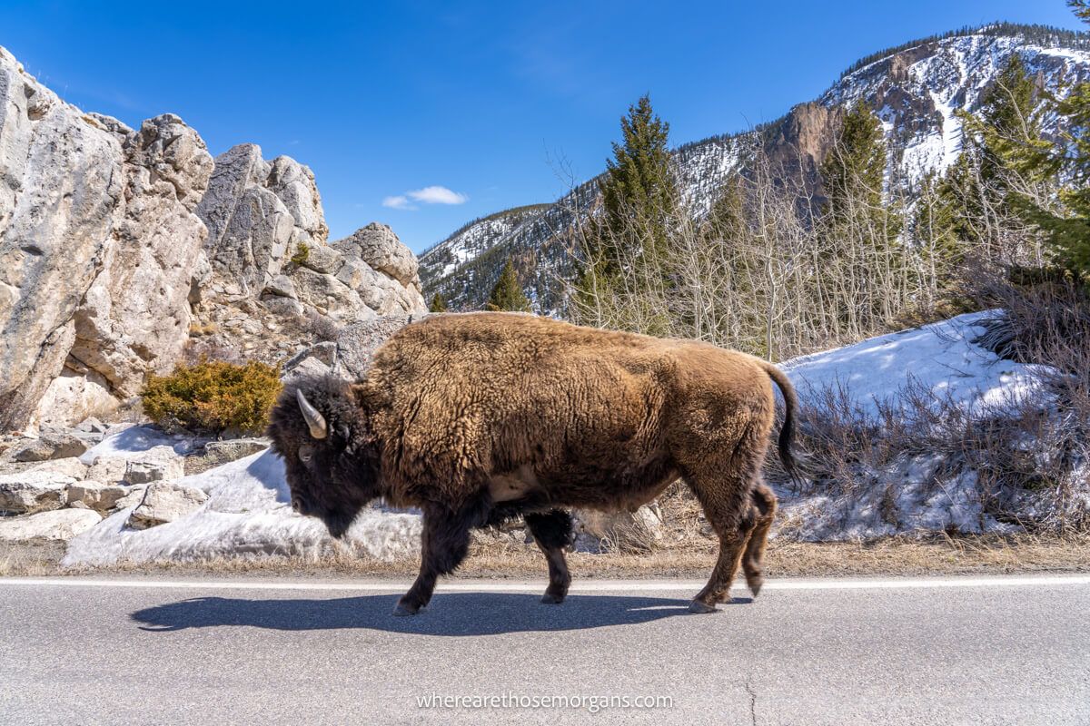 Bison walking on a road with rocks and hills behind on a sunny day