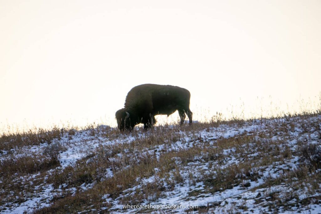 Lone bison standing on a hill covered in snow at dusk