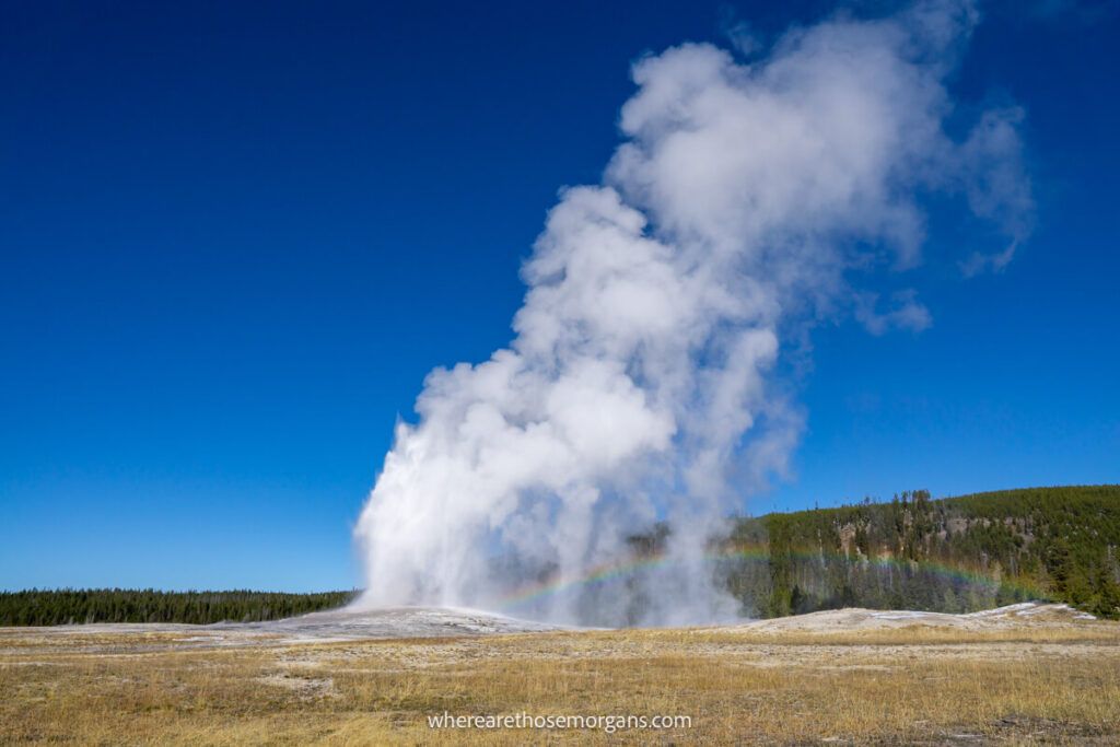 Old Faithful geyser erupting on a clear day with deep blue sky and bright rainbow on a SLC to Yellowstone road trip itinerary