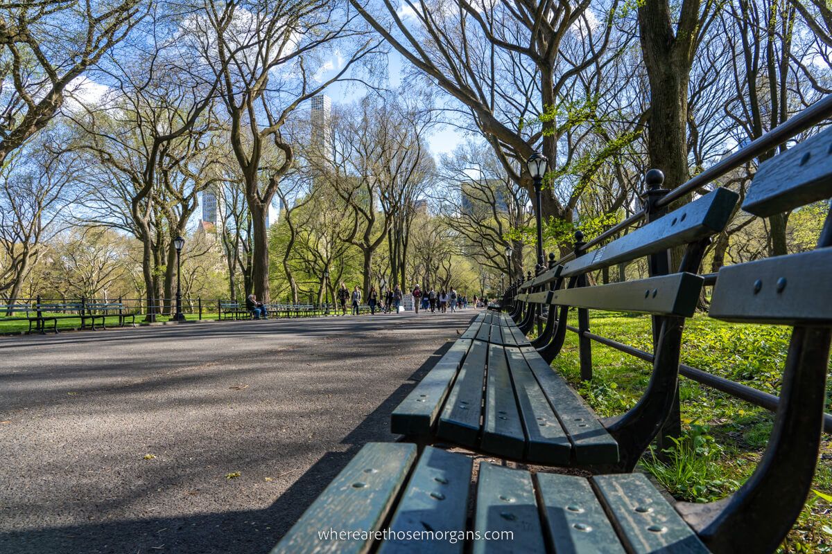 Photo of long lines of benches on either side of a pedestrian walkway with bare trees and grass