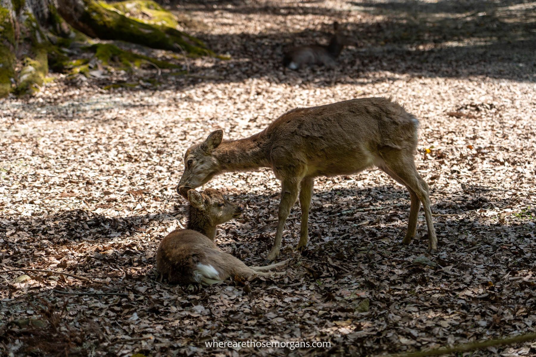 Photo of two deer grooming in shadows on leaves