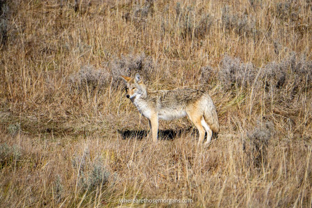A coyote hunting mice in Hayden Valley one of the best places to visit in Yellowstone