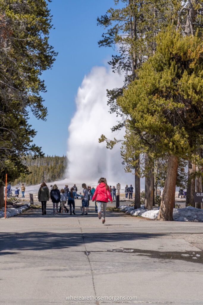Woman running to see the eruptions of Old Faithful 
