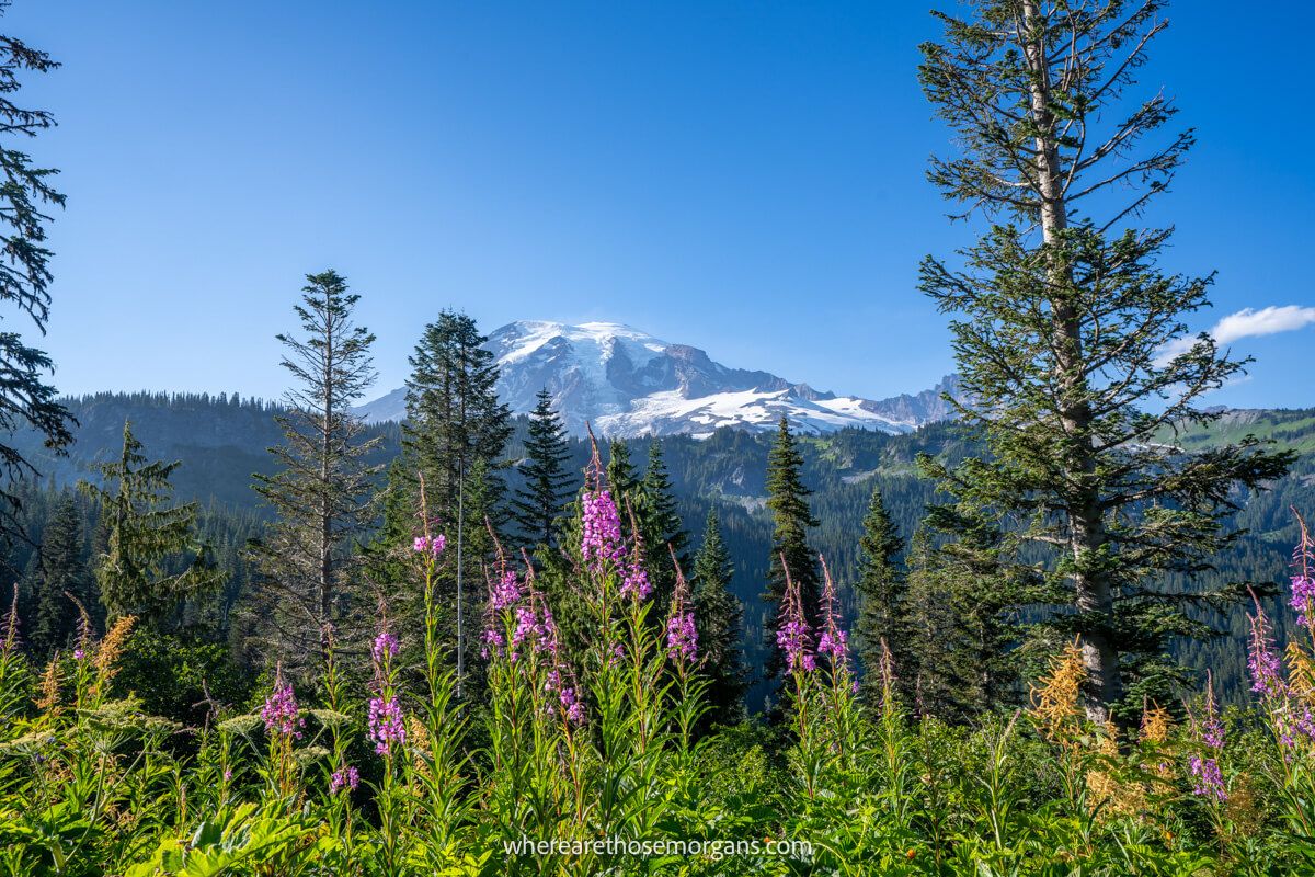 Photo of wildflowers, meadows and trees with Mt Rainier behind on the Bench and Snow Lakes Trail