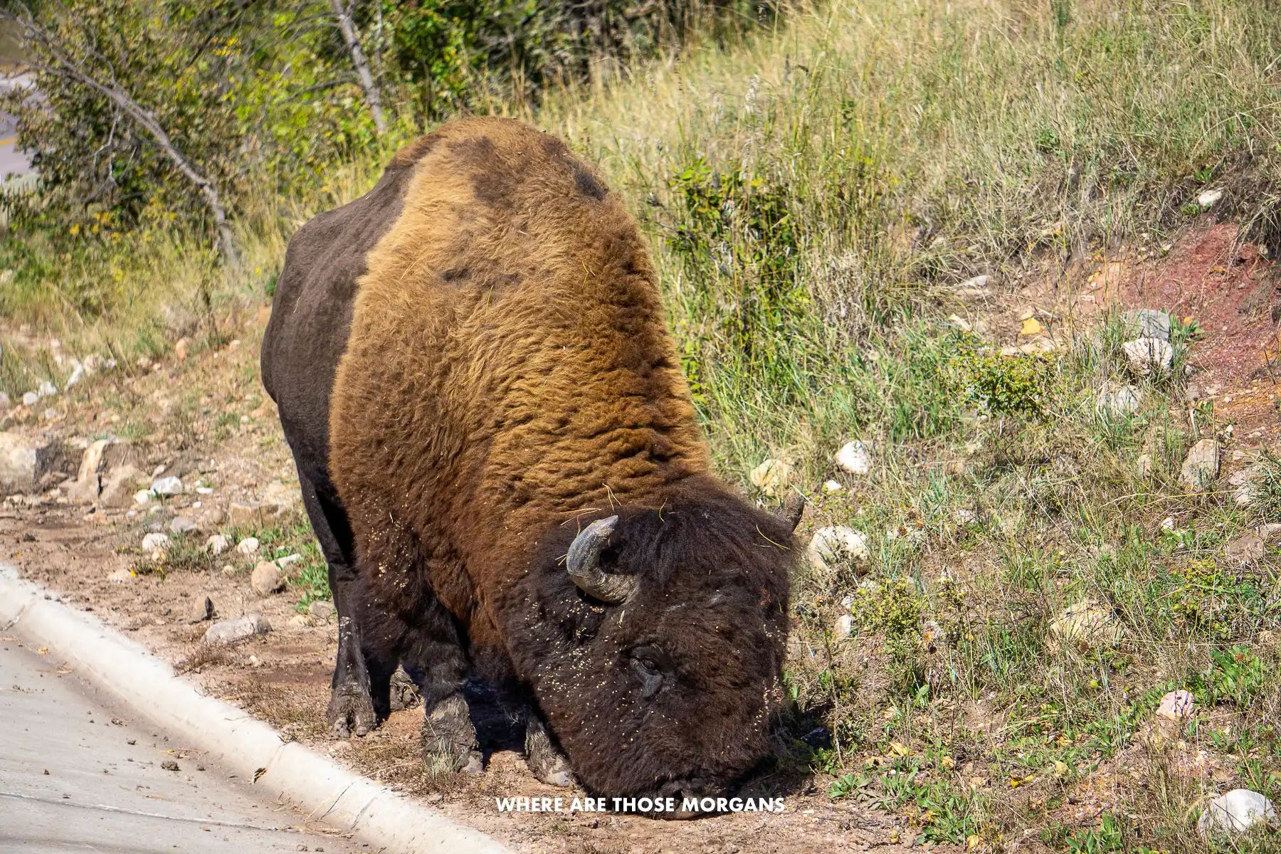 Close up photo of a bison grazing on a road side on a sunny day