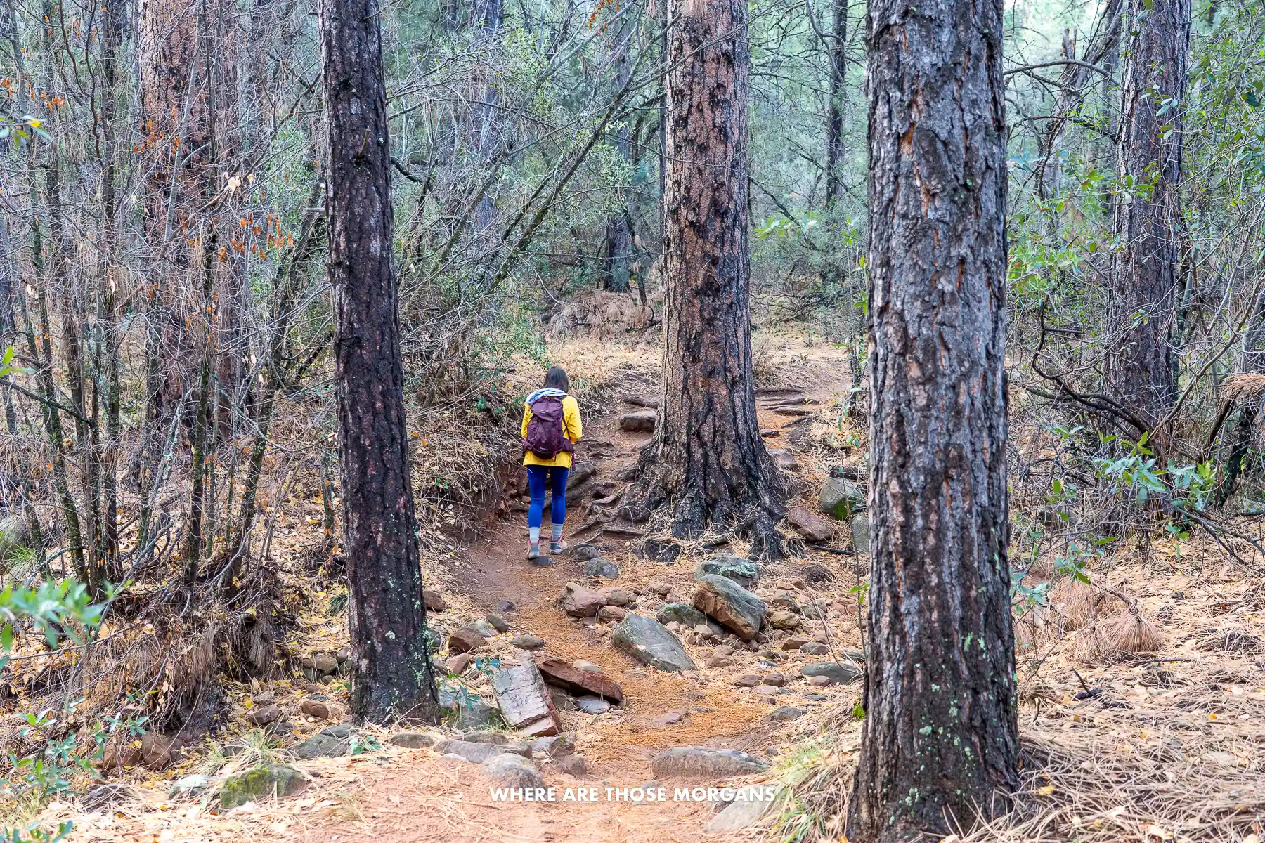Kristen from Where Are Those Morgans hiking through a forest up a gradually inclining trail