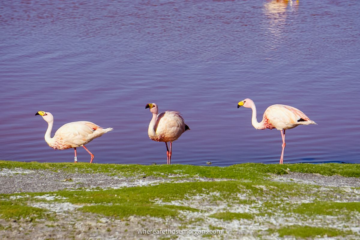 Photo of three flamingoes in a line on the edge of a salty lagoon in Chile