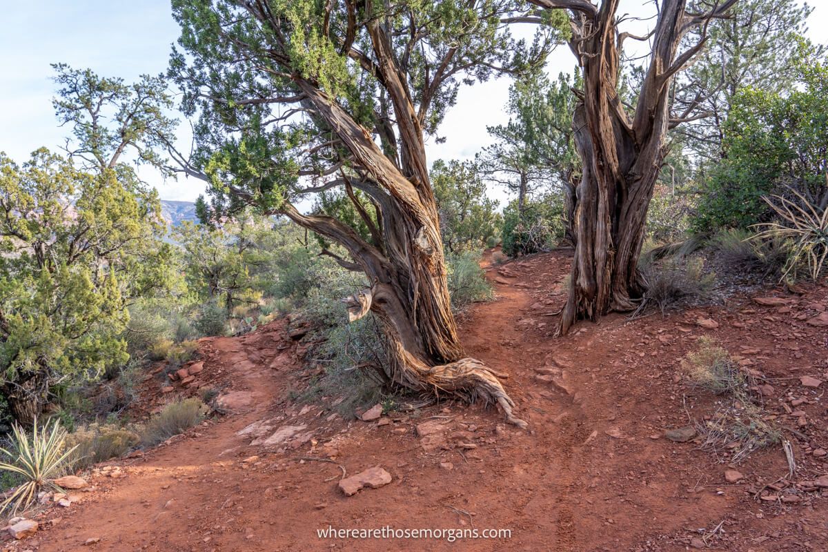 Dirt path with a fork leading to either side of trees with twisting roots