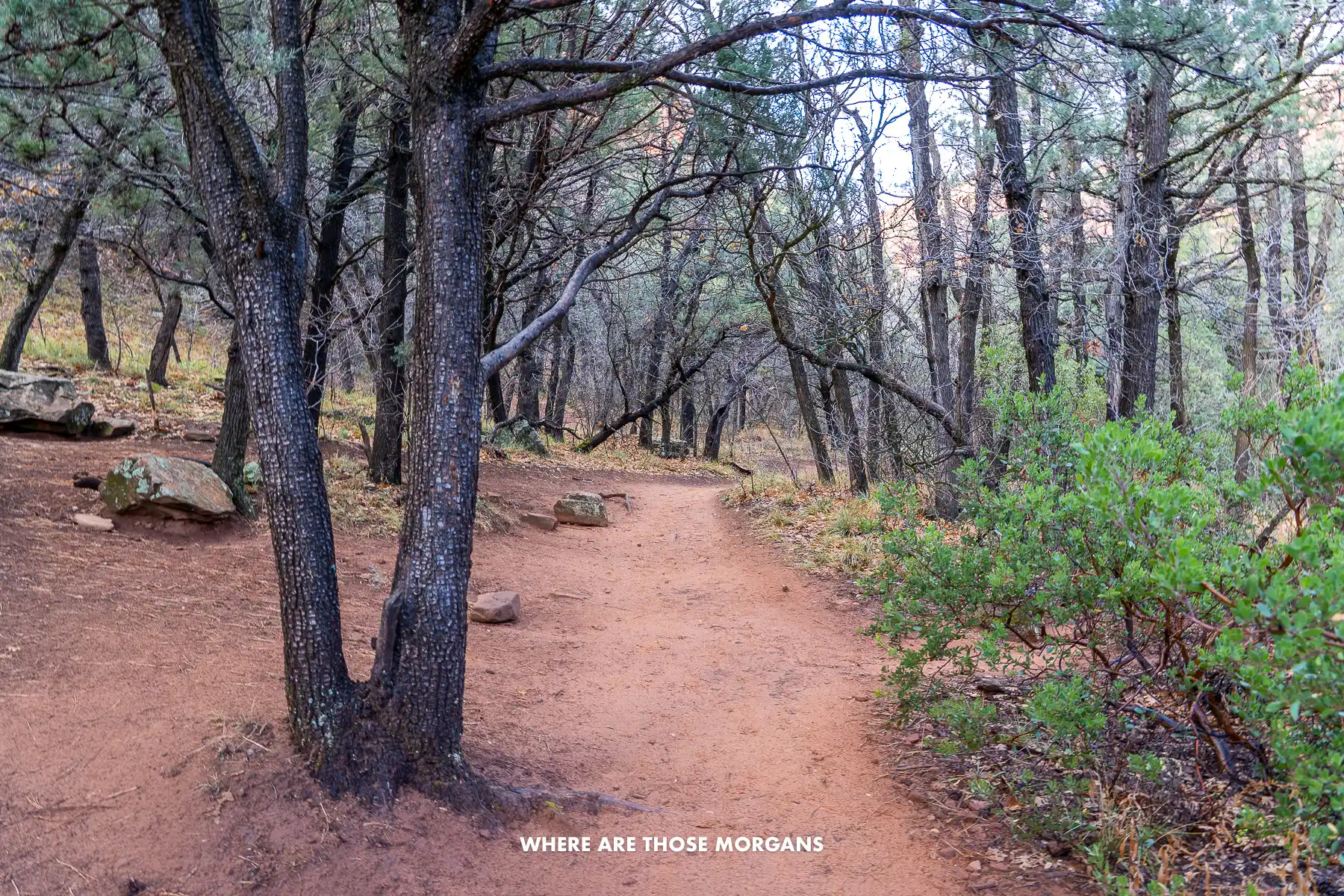 Dirt trail leading through a light forest with trees that have no leaves in Arizona