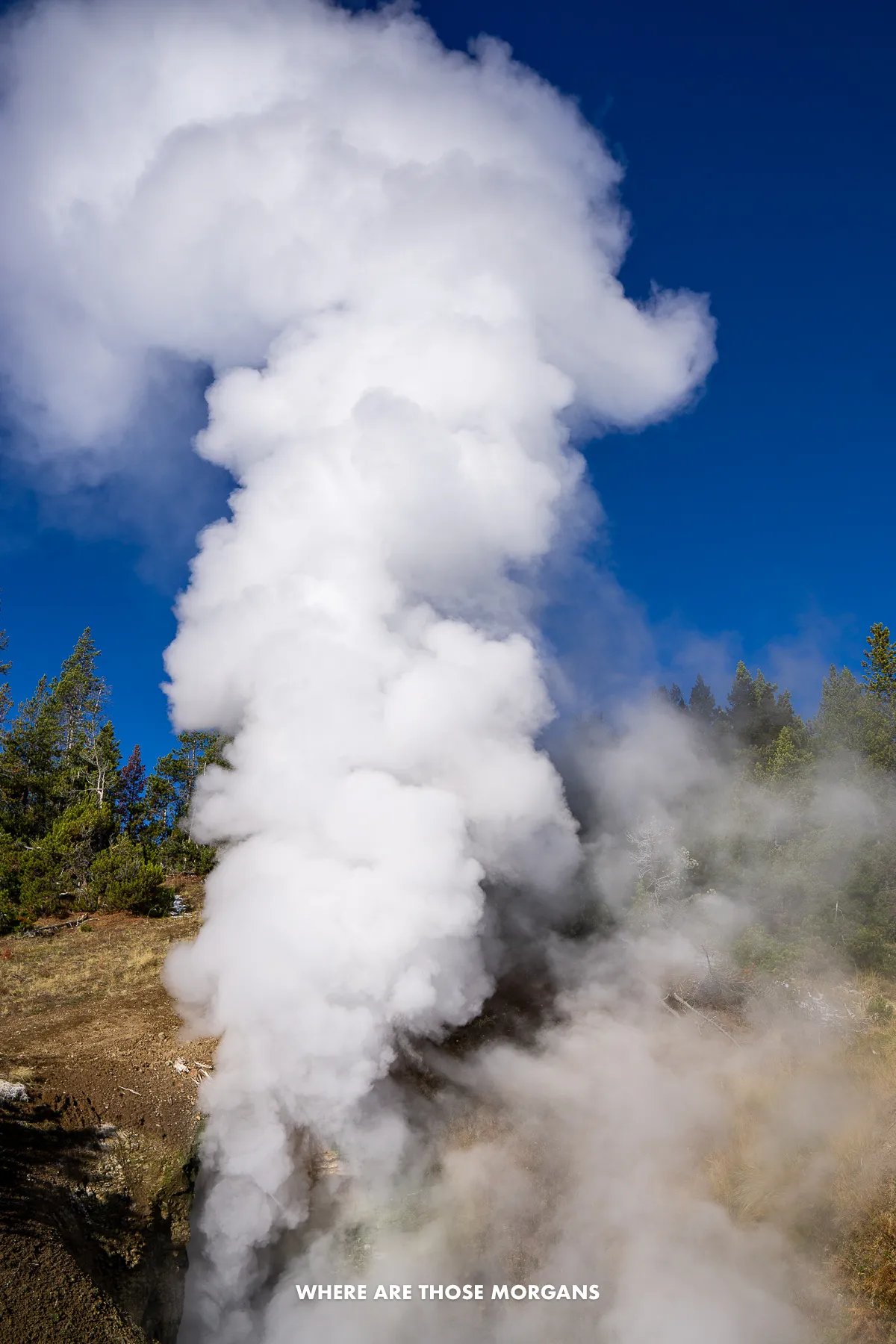 Heavy steam billowing out of a geyser in Yellowstone