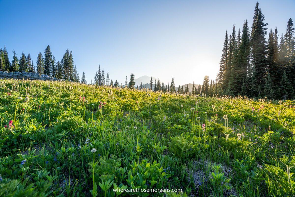 Photo of grassy meadows with wildflowers leading to a snow capped volcano and the sun on a clear day in the Pacific Northwest