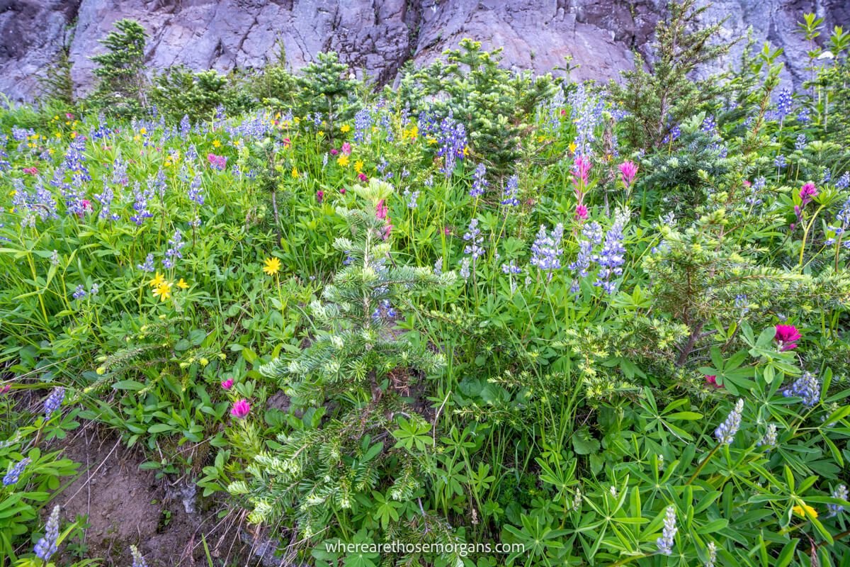 Photo of colorful wildflowers and green vegetation in Washington State