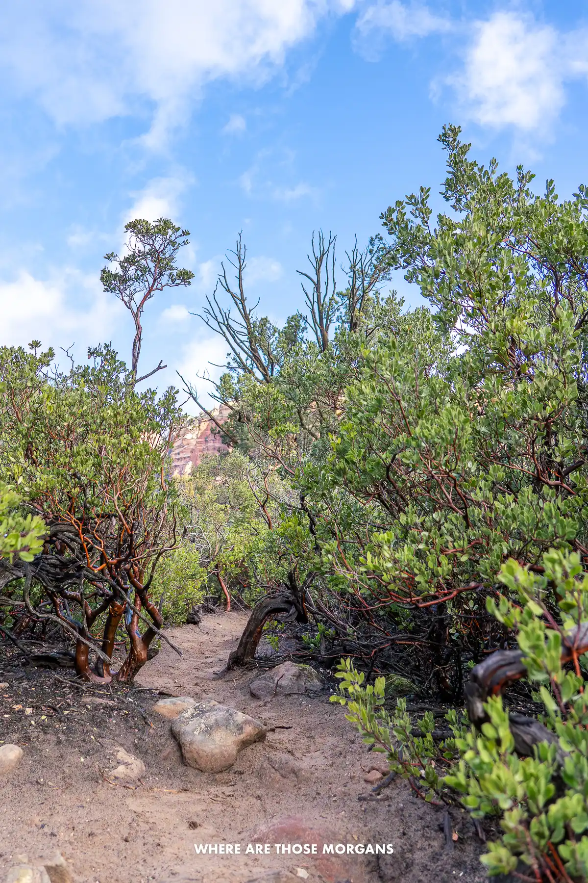 Narrow dirt hiking trail leading through desert vegetation under a blue sky