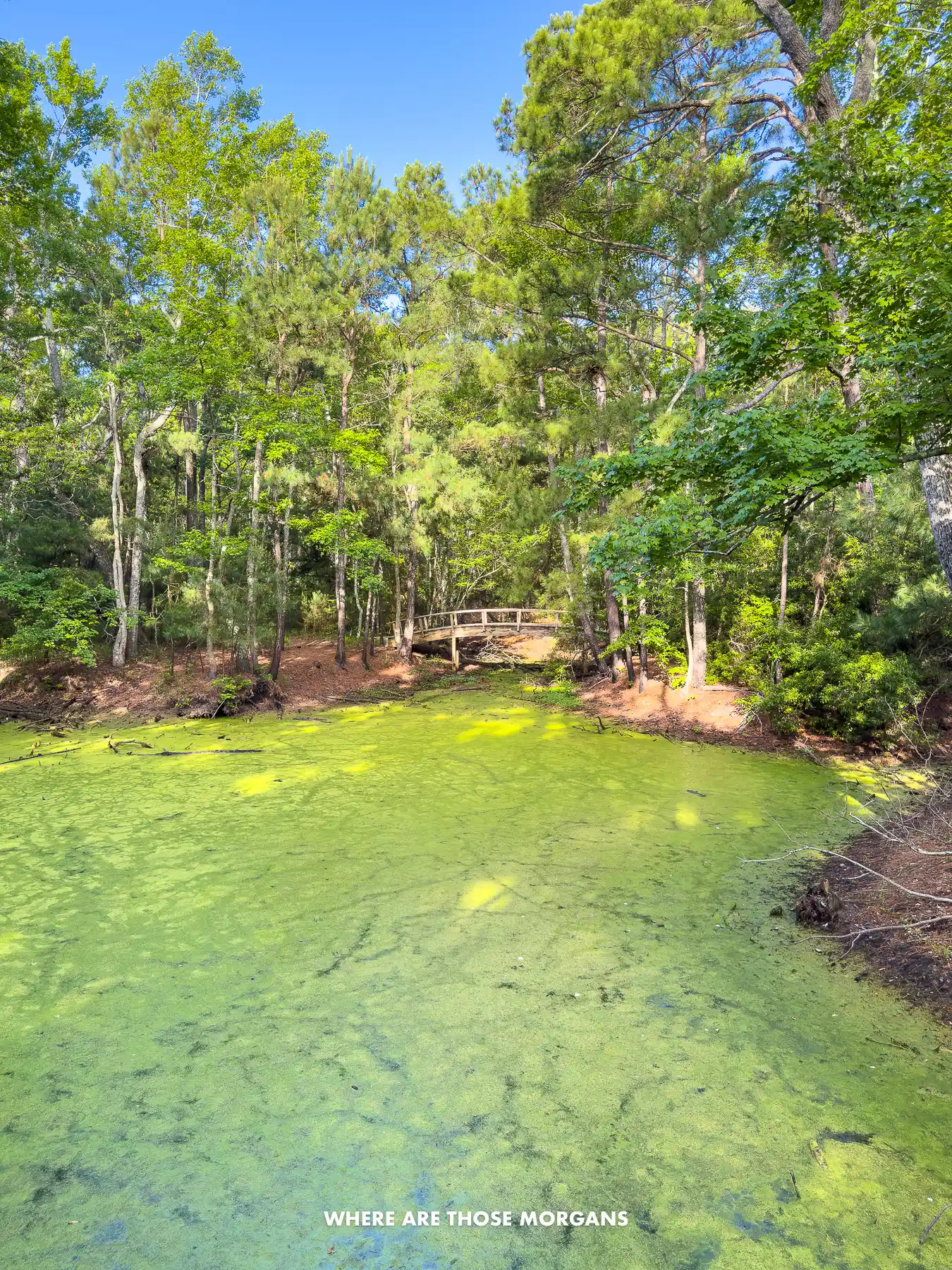 Maritime forest in the Outer Banks with swampy looking water