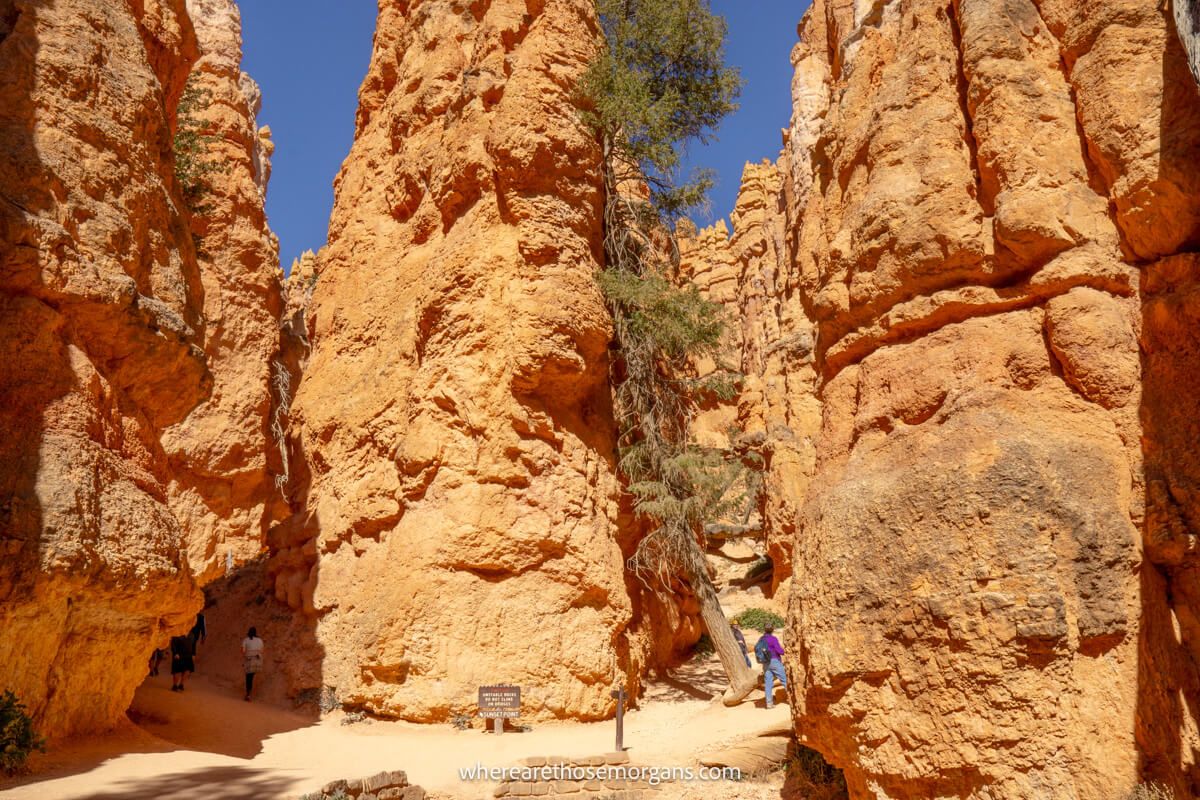 Hikers walking around the base of tall sandstone hoodoos and cliffs on Navajo Loop Trail in Bryce Canyon
